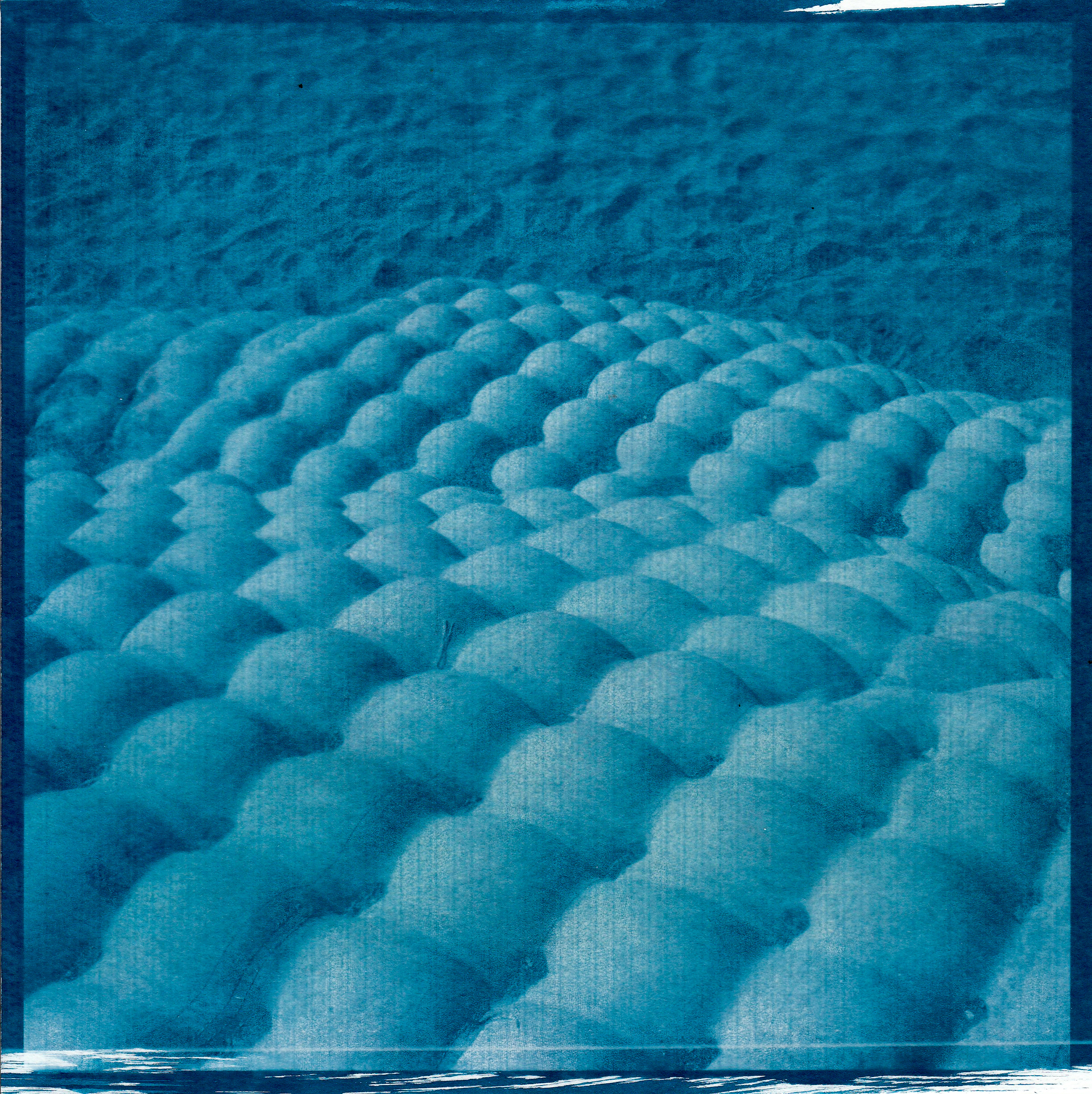 Cyanotype. Julia Gorbunova