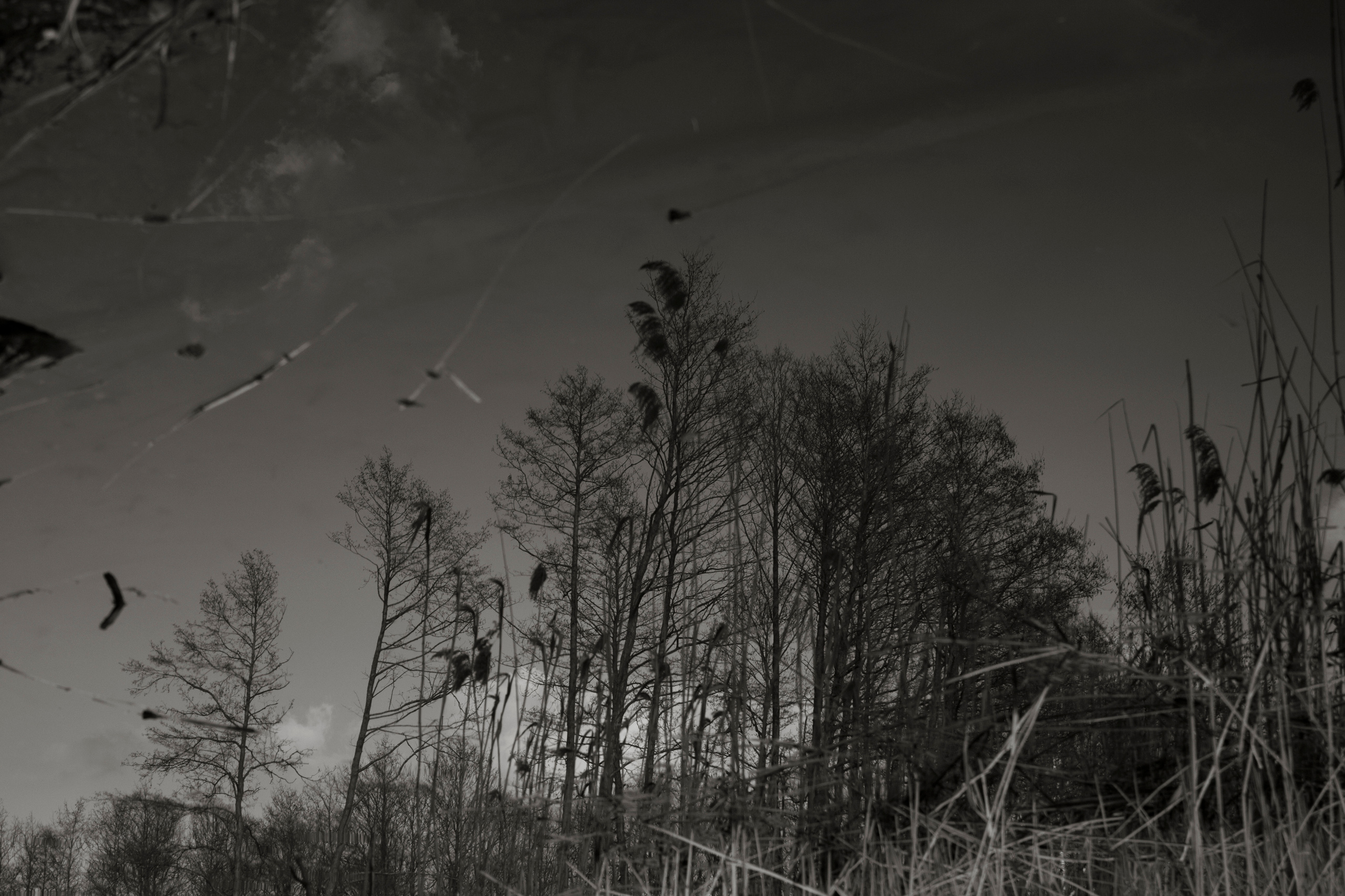 Black-white. Julia Gorbunova