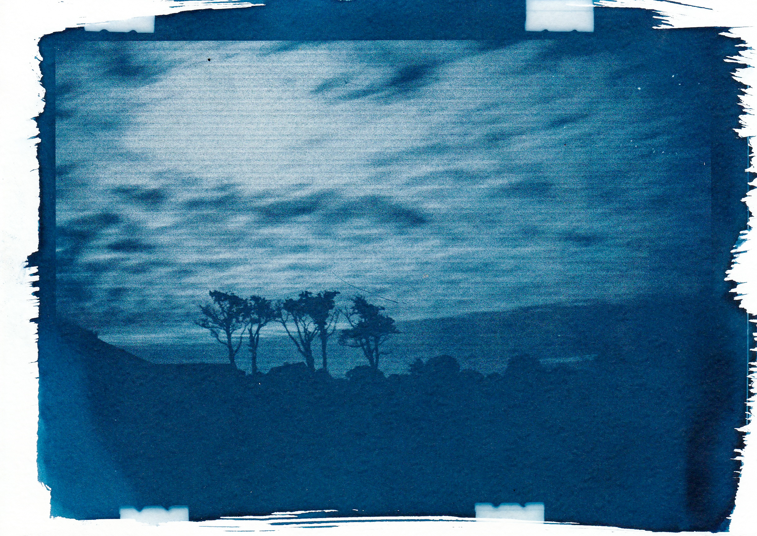 Cyanotype. Julia Gorbunova
