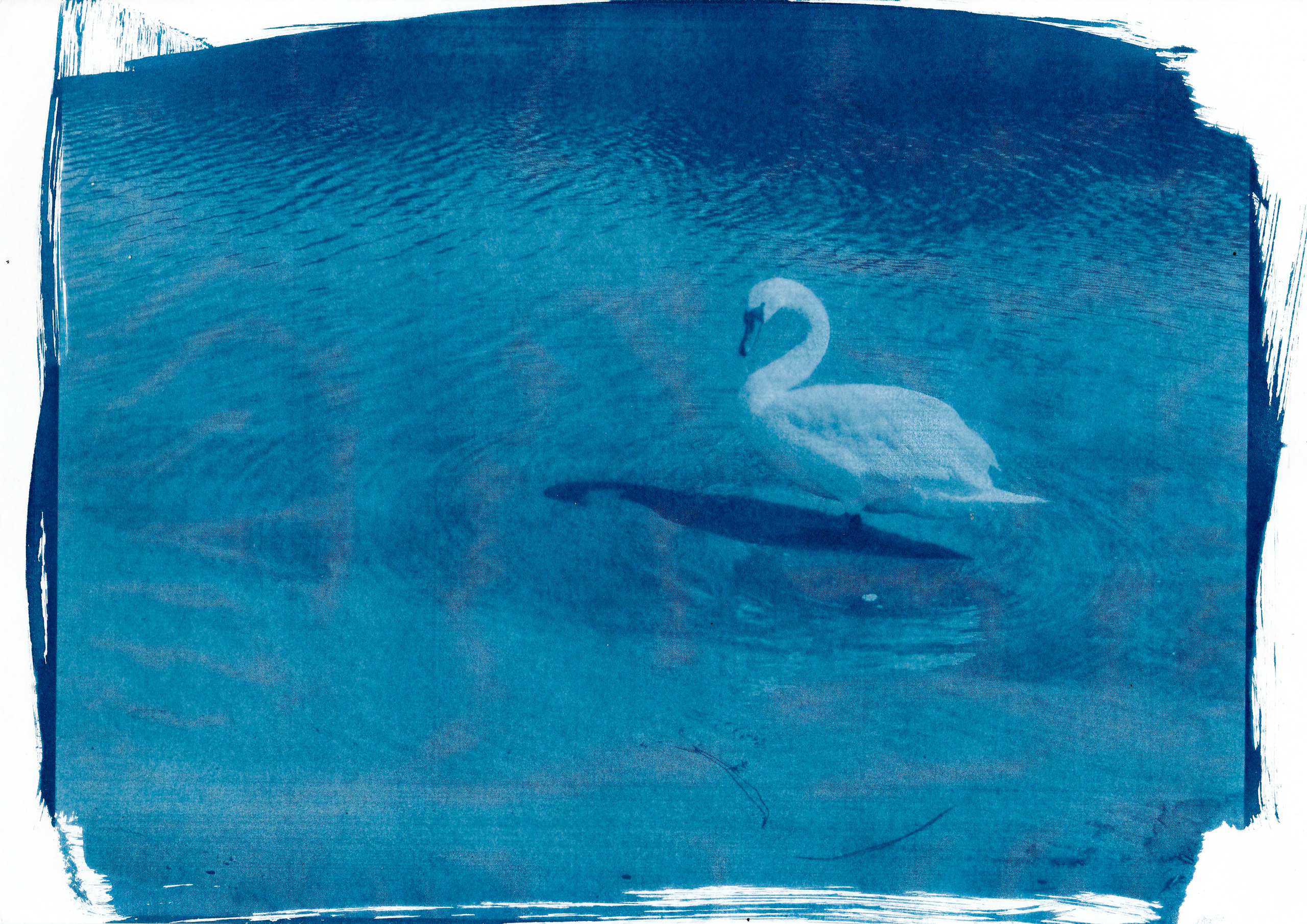 Cyanotype. Julia Gorbunova