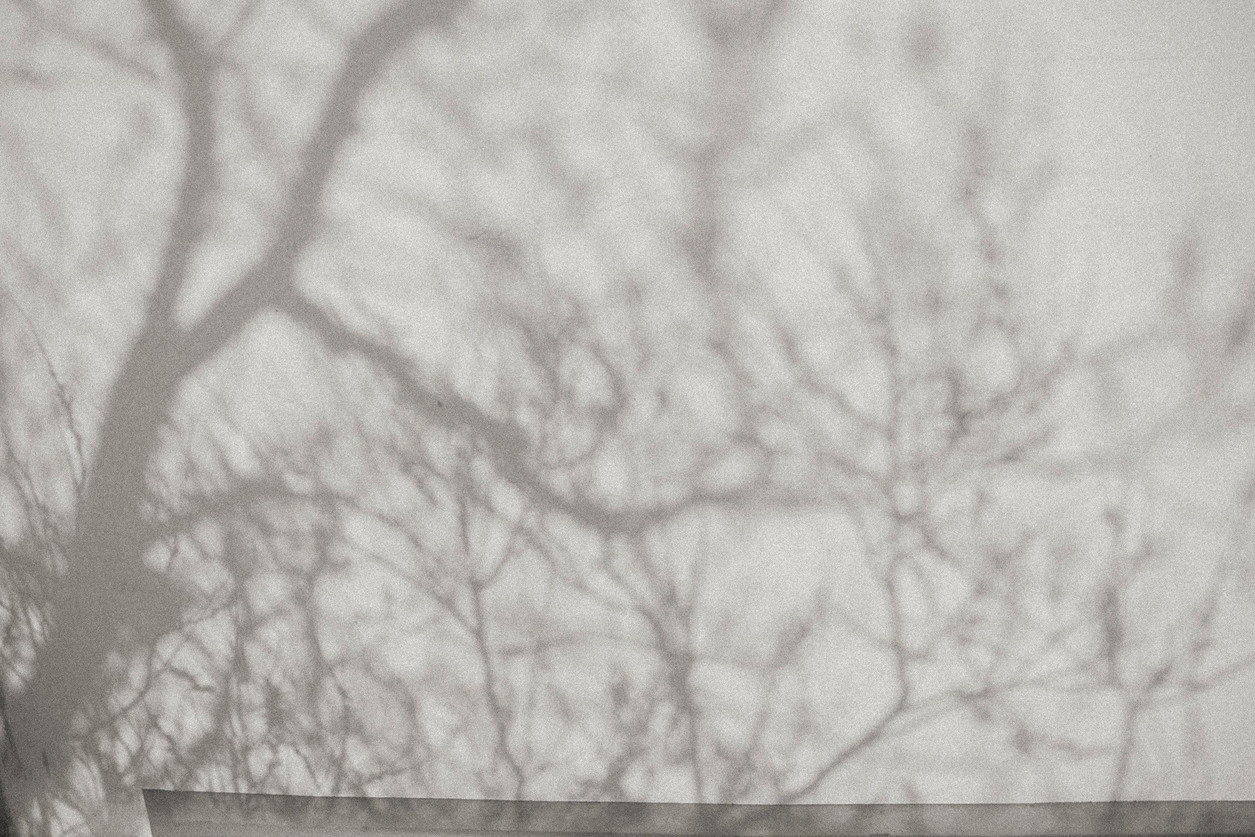 Black-white. Julia Gorbunova