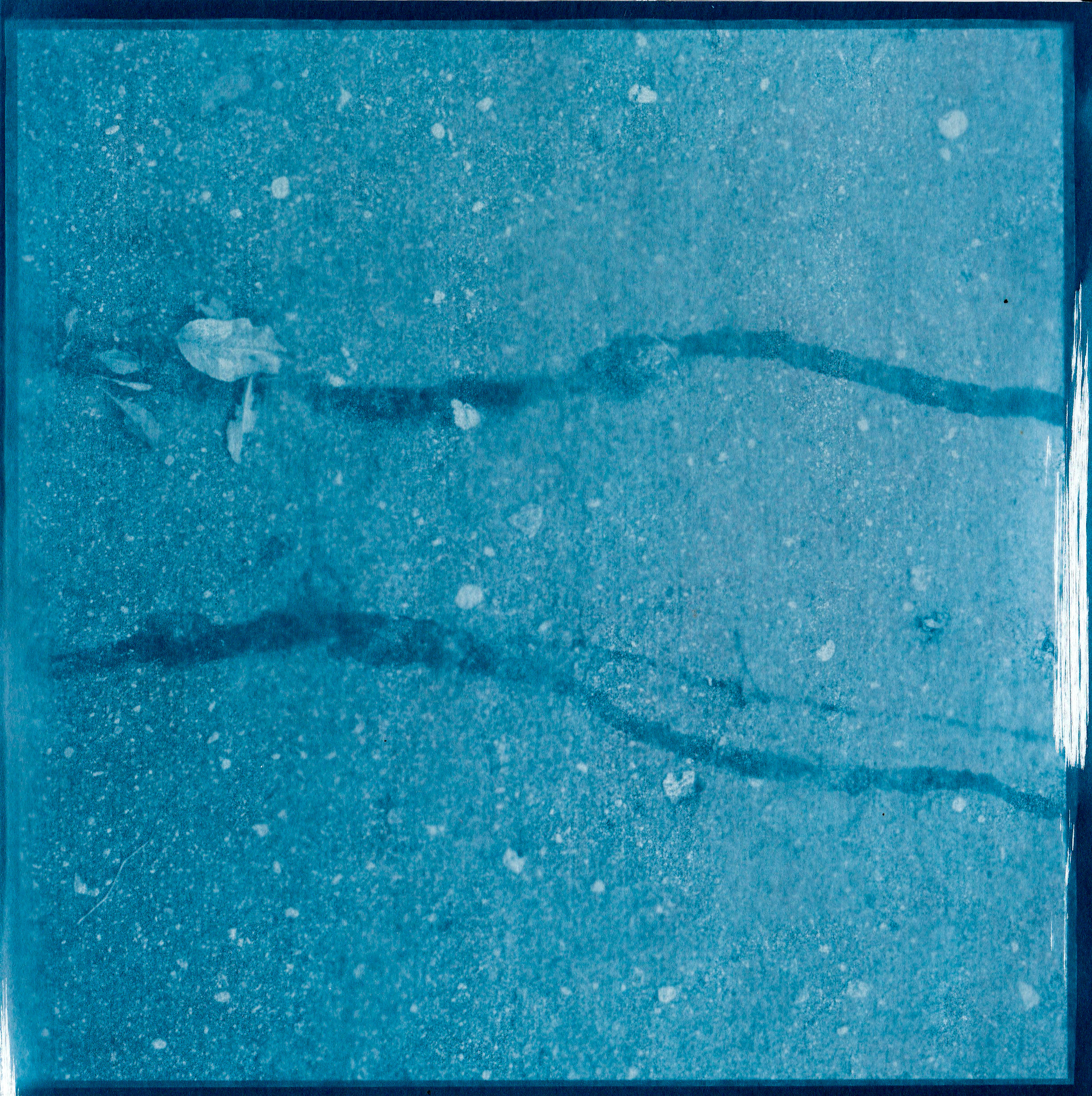 Cyanotype. Julia Gorbunova