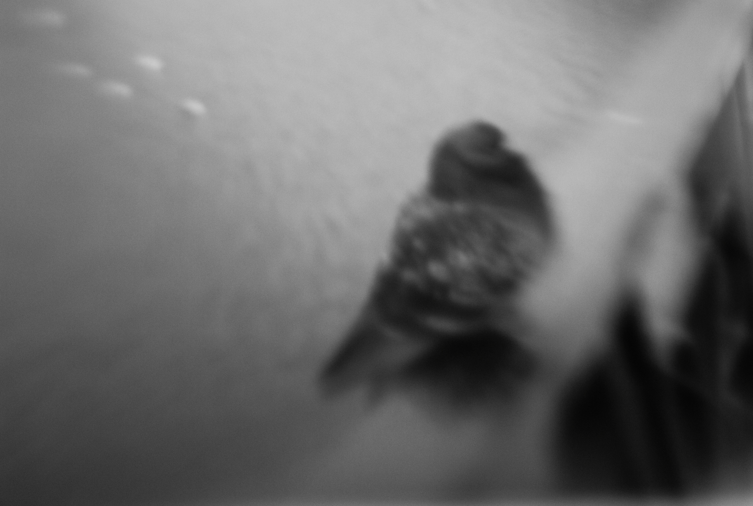 Endless season. Julia Gorbunova