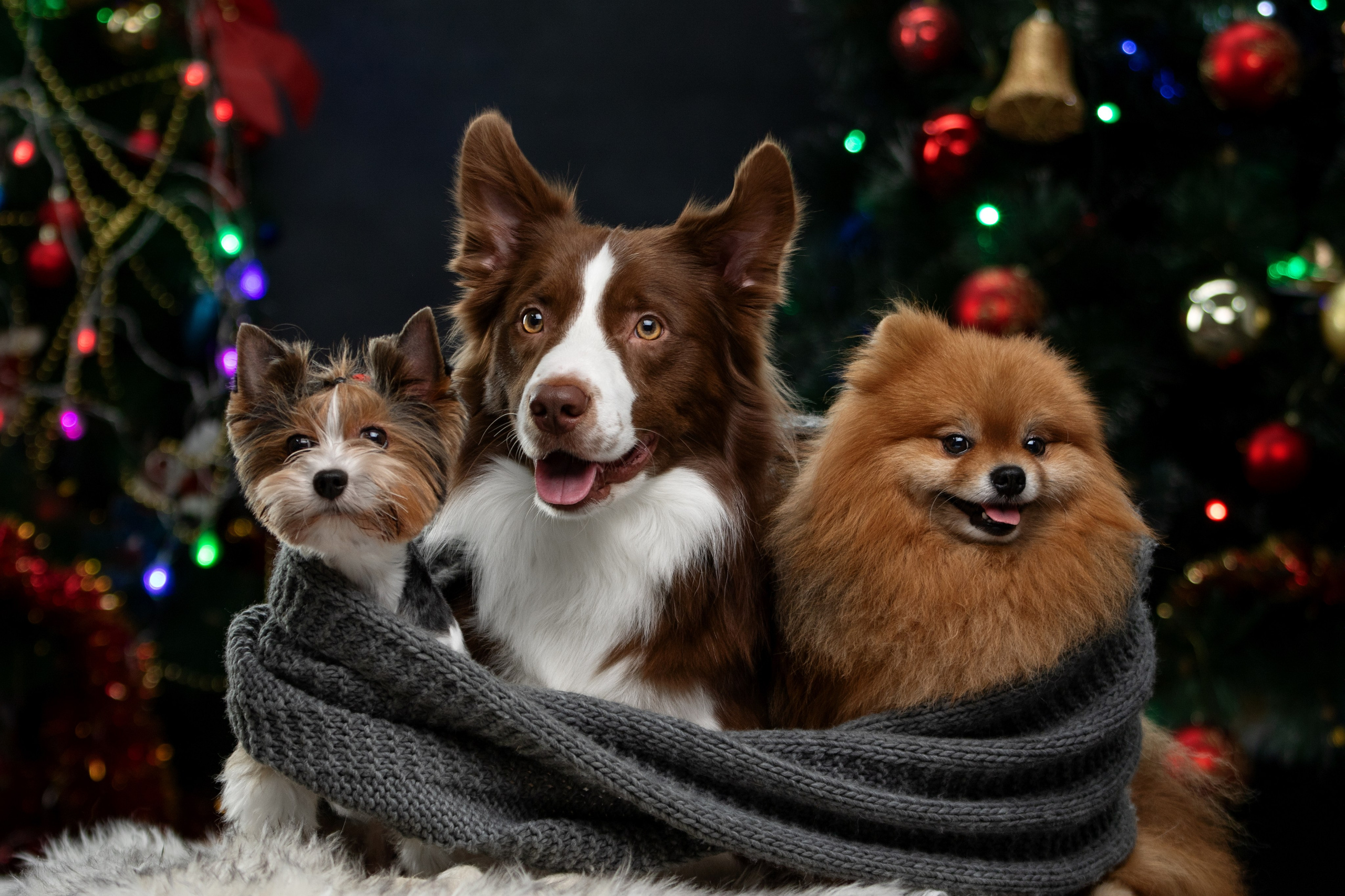 Фотограф-анималист Юлия Зубкова