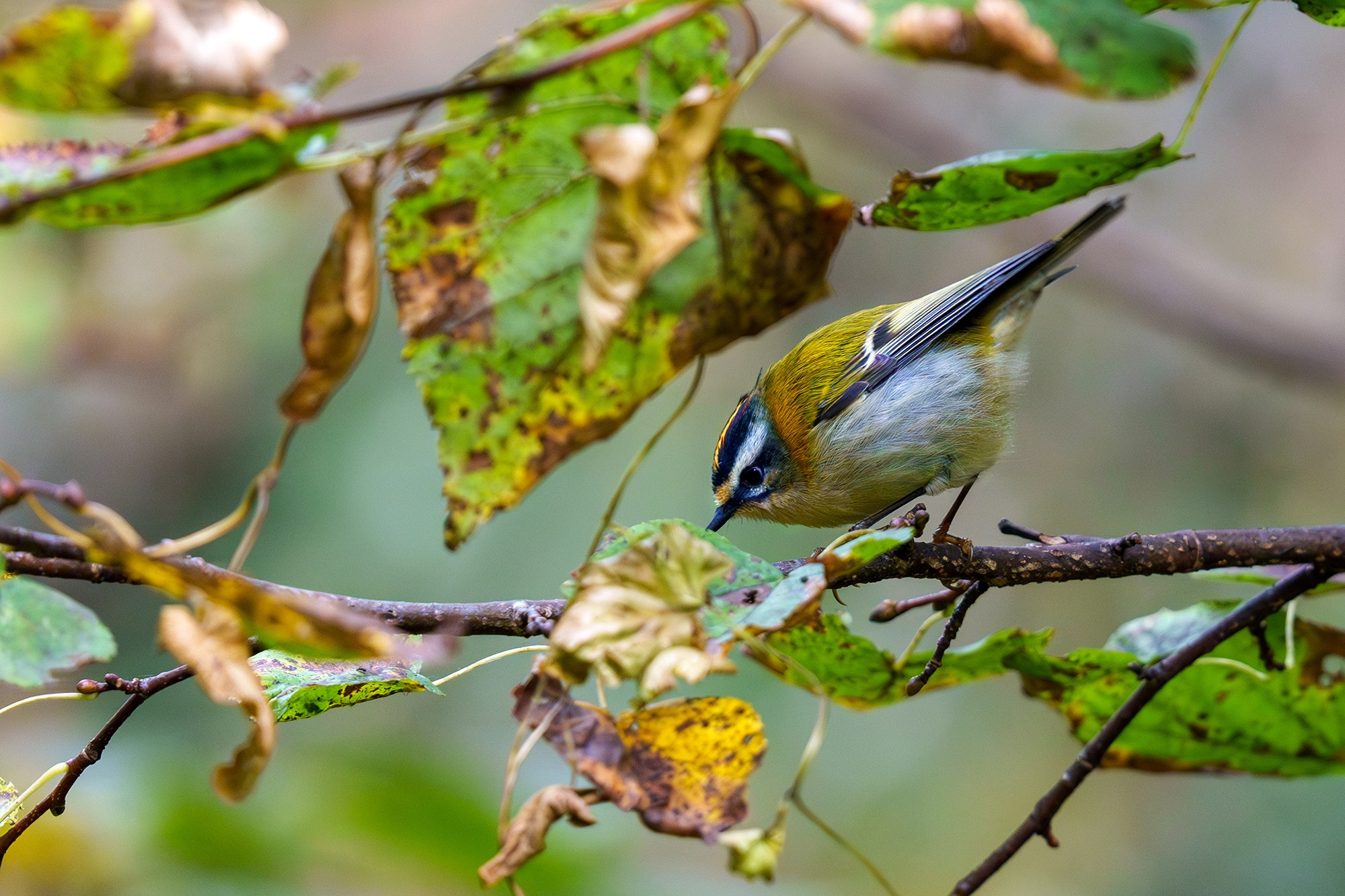 Удивительные мир птиц. Вокруг нас столько прекрасного — присмотритесь!. Ваш личный фотограф Марина Волкова
