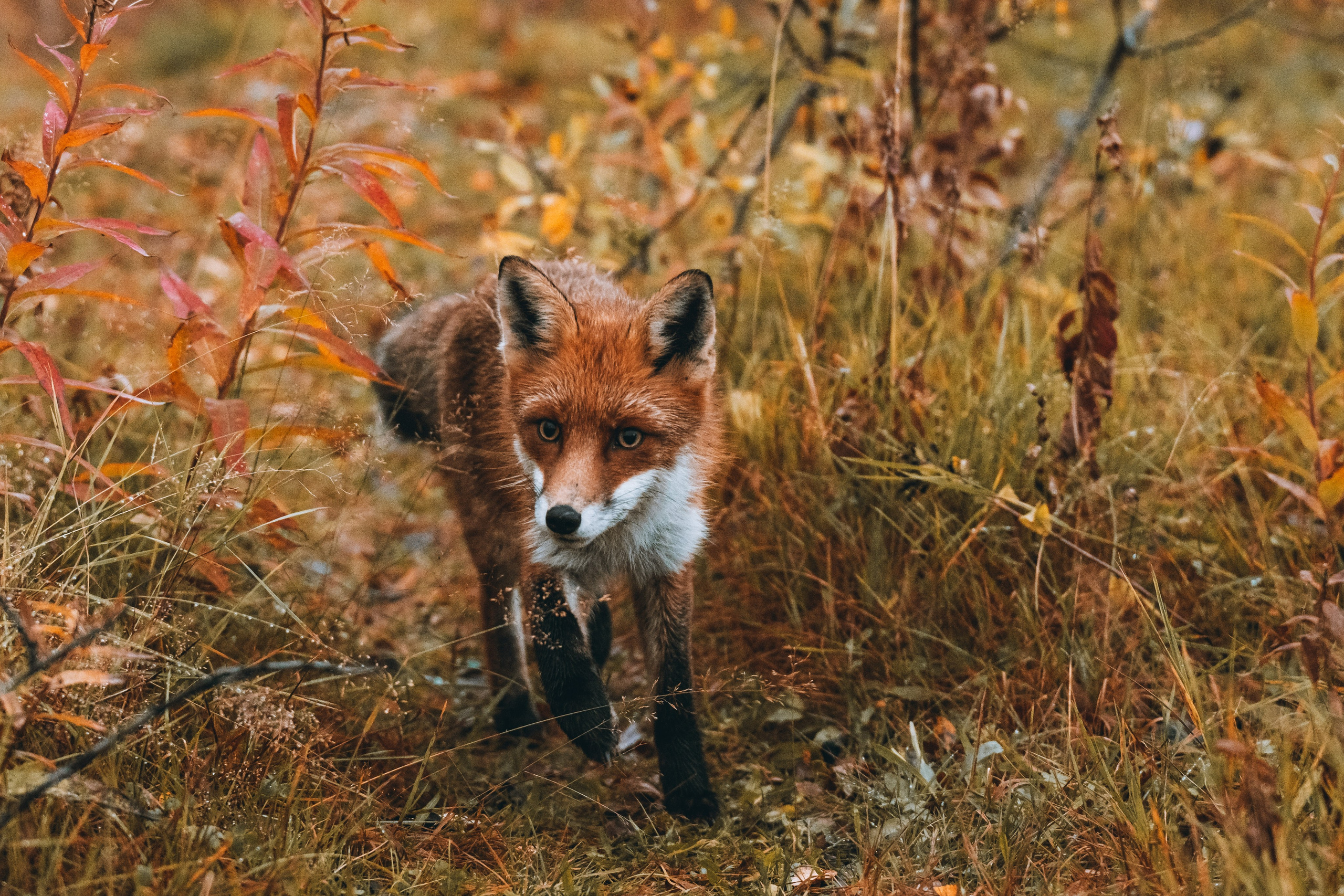 СЕВЕР. Event фотограф Степанова Александра