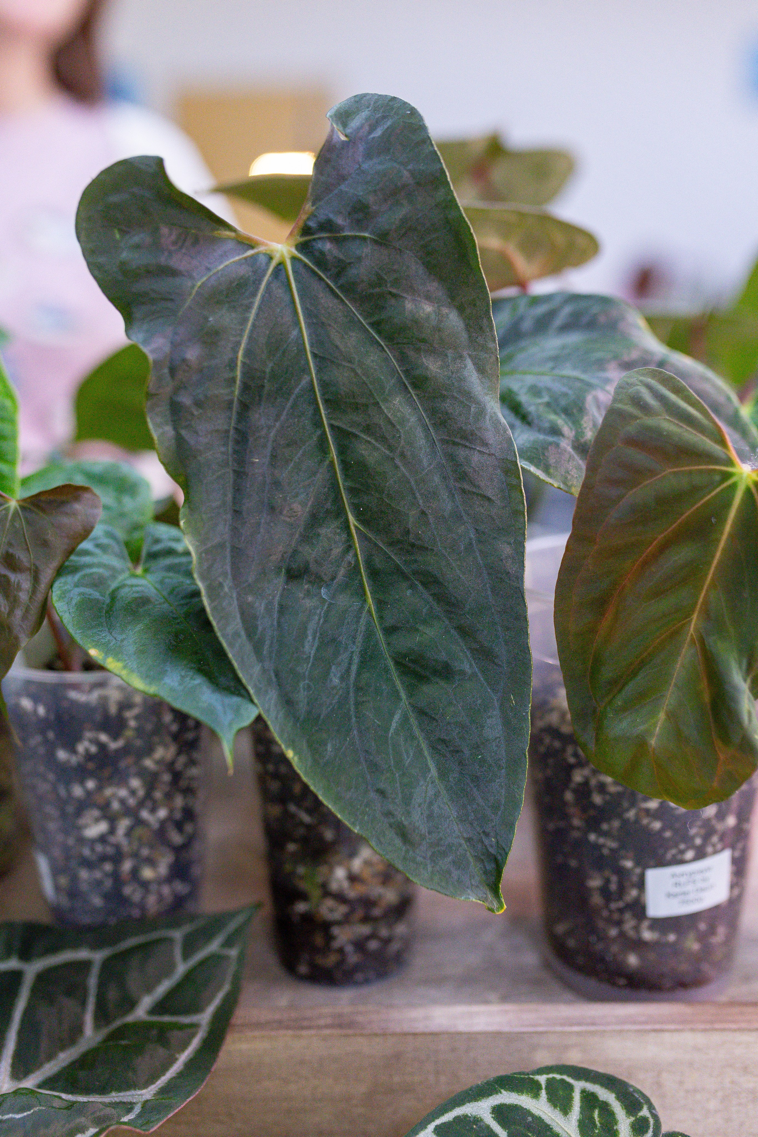 Орхидиум 12.2025. Александра Куликова фотограф, Москва