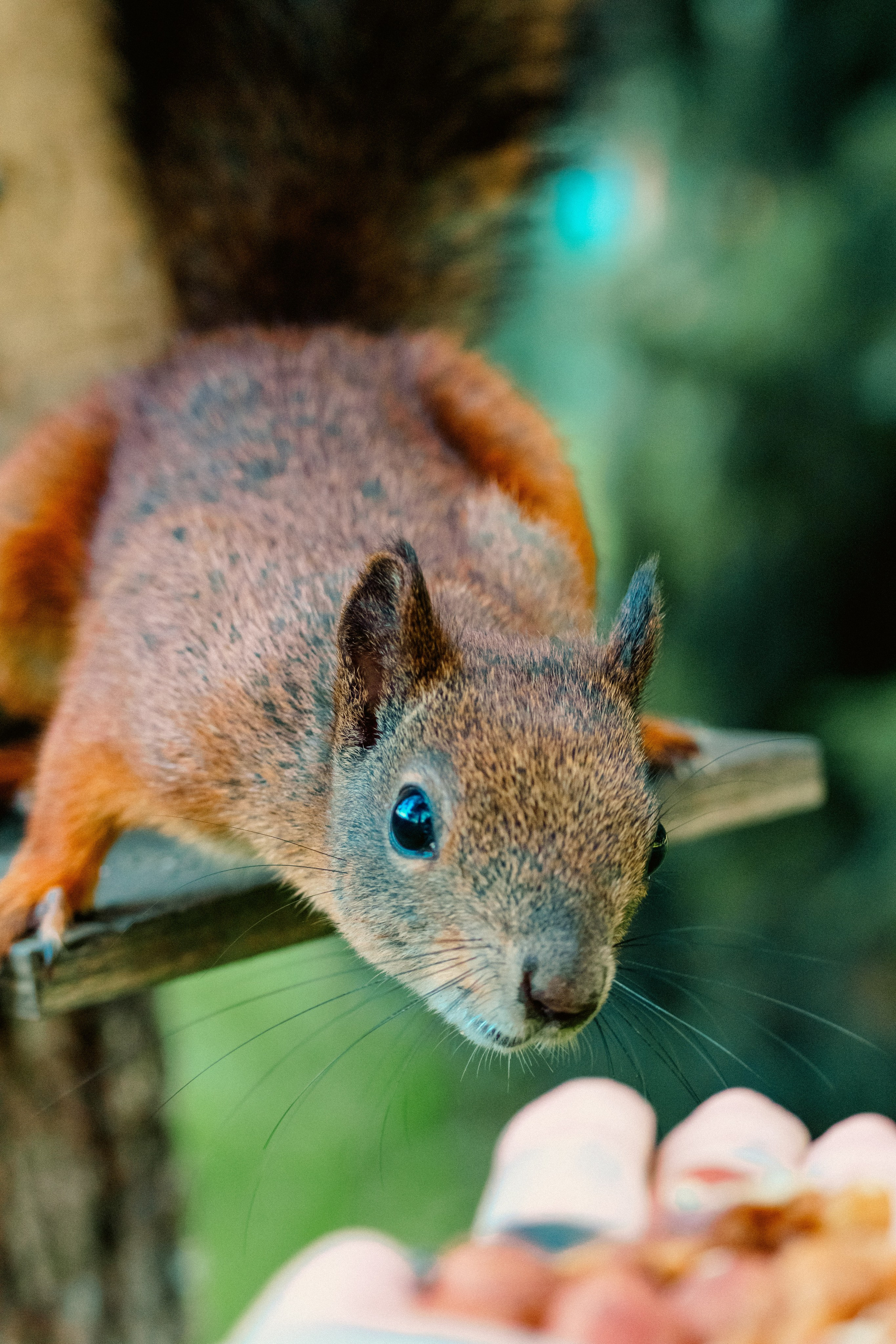 Животные. Фотограф в Санкт-Петербурге Ибрагимова Алина