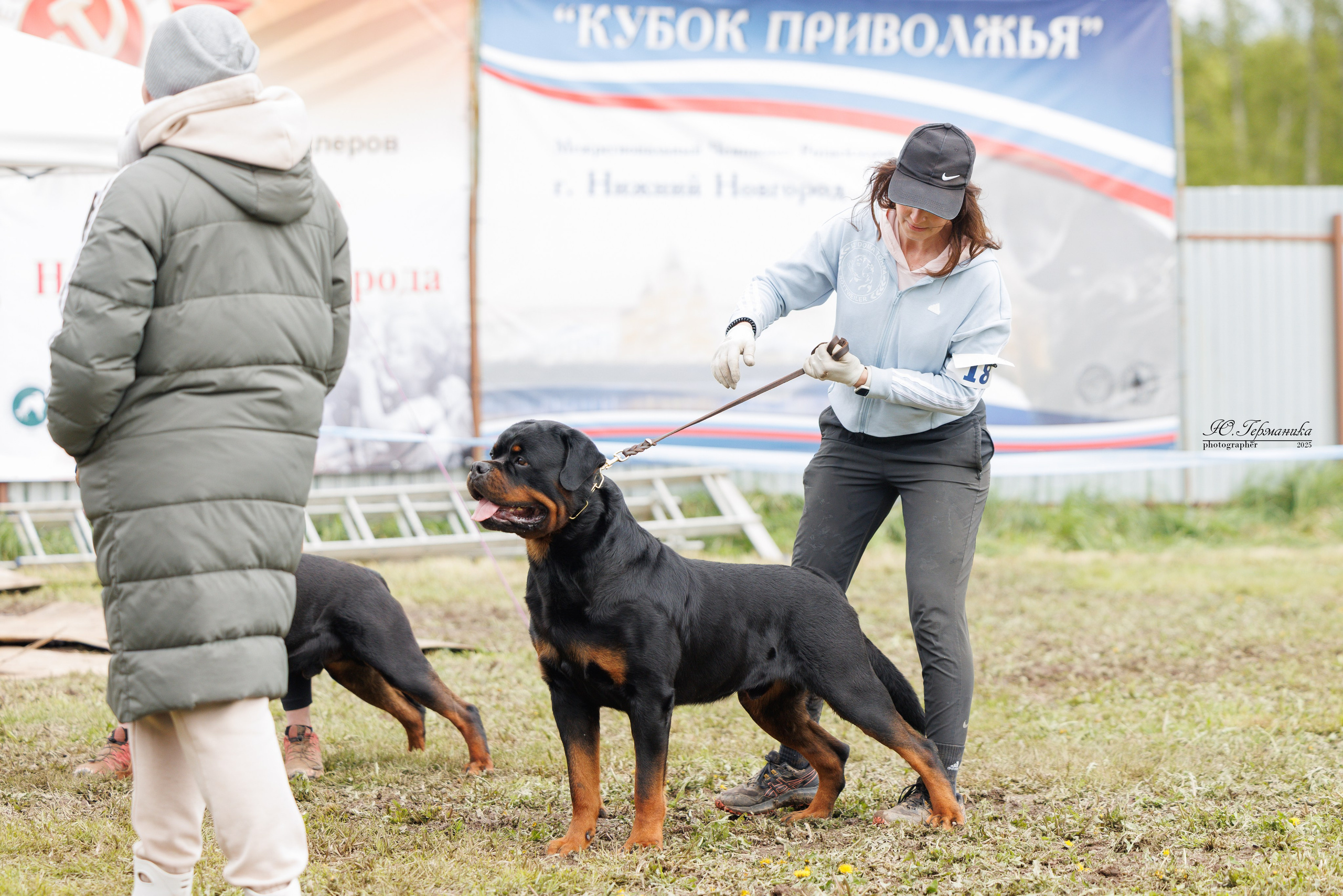 Нижний Новгород 2хмоно ротвейлеров 10-11.05.2025. Фотограф-анималист Юлия Германика
