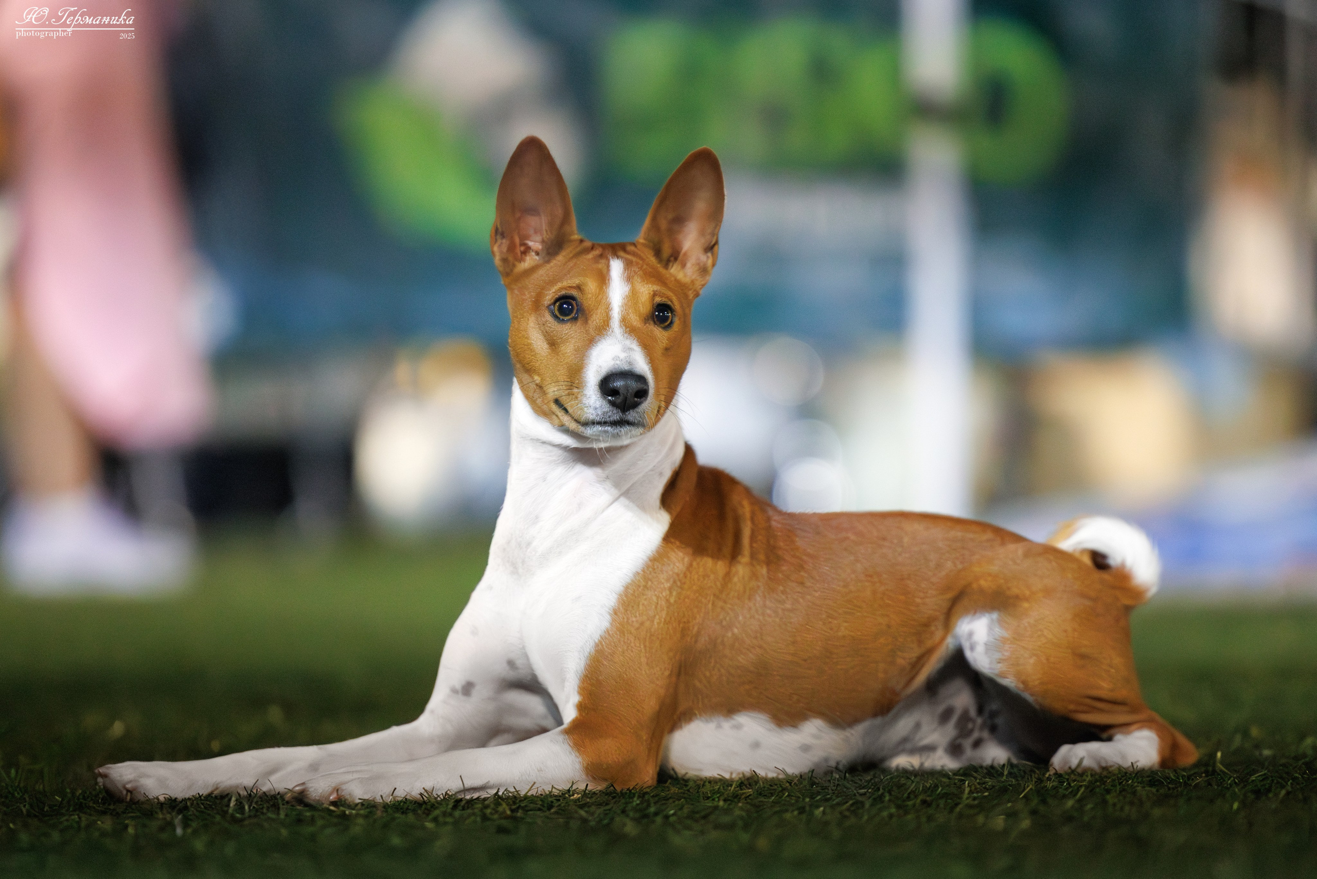 Калининград 25-27.07 Волгоград 1-3.08 2025. Фотограф-анималист Юлия Германика