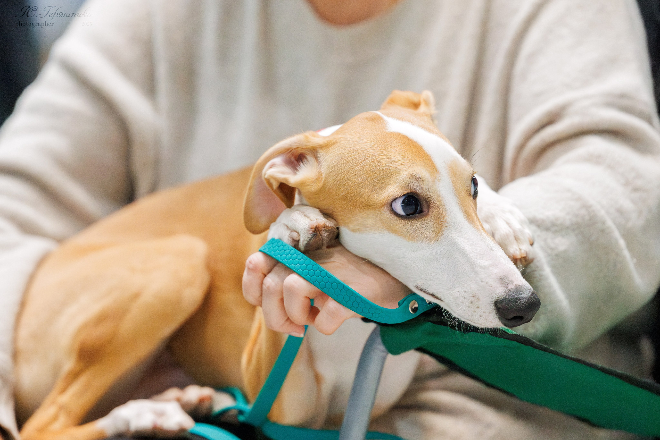 Питер ротвейлеры 18.01,Крокус 19.01.2025. Фотограф-анималист Юлия Германика