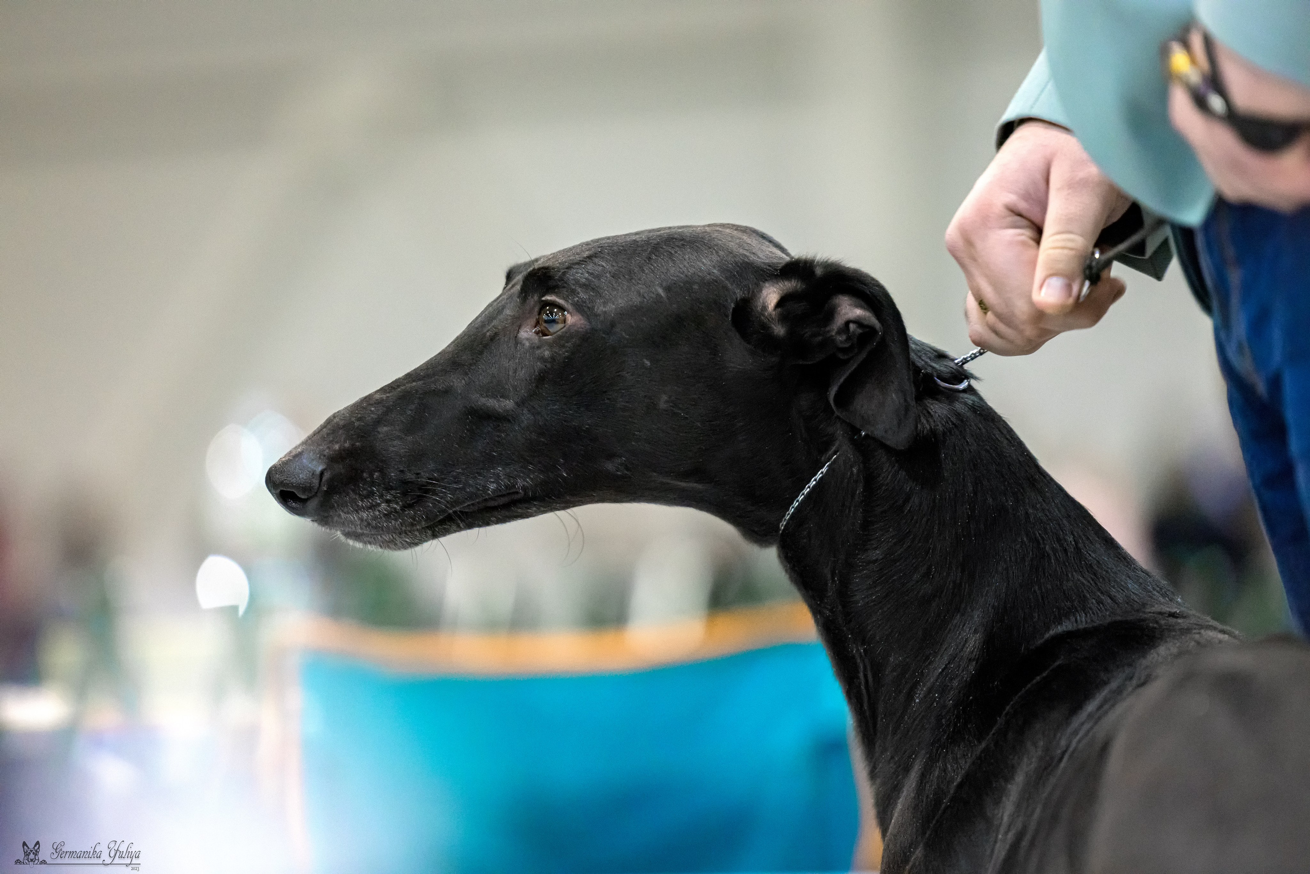 Крокус 3,9 и 10.12.2023. Фотограф-анималист Юлия Германика