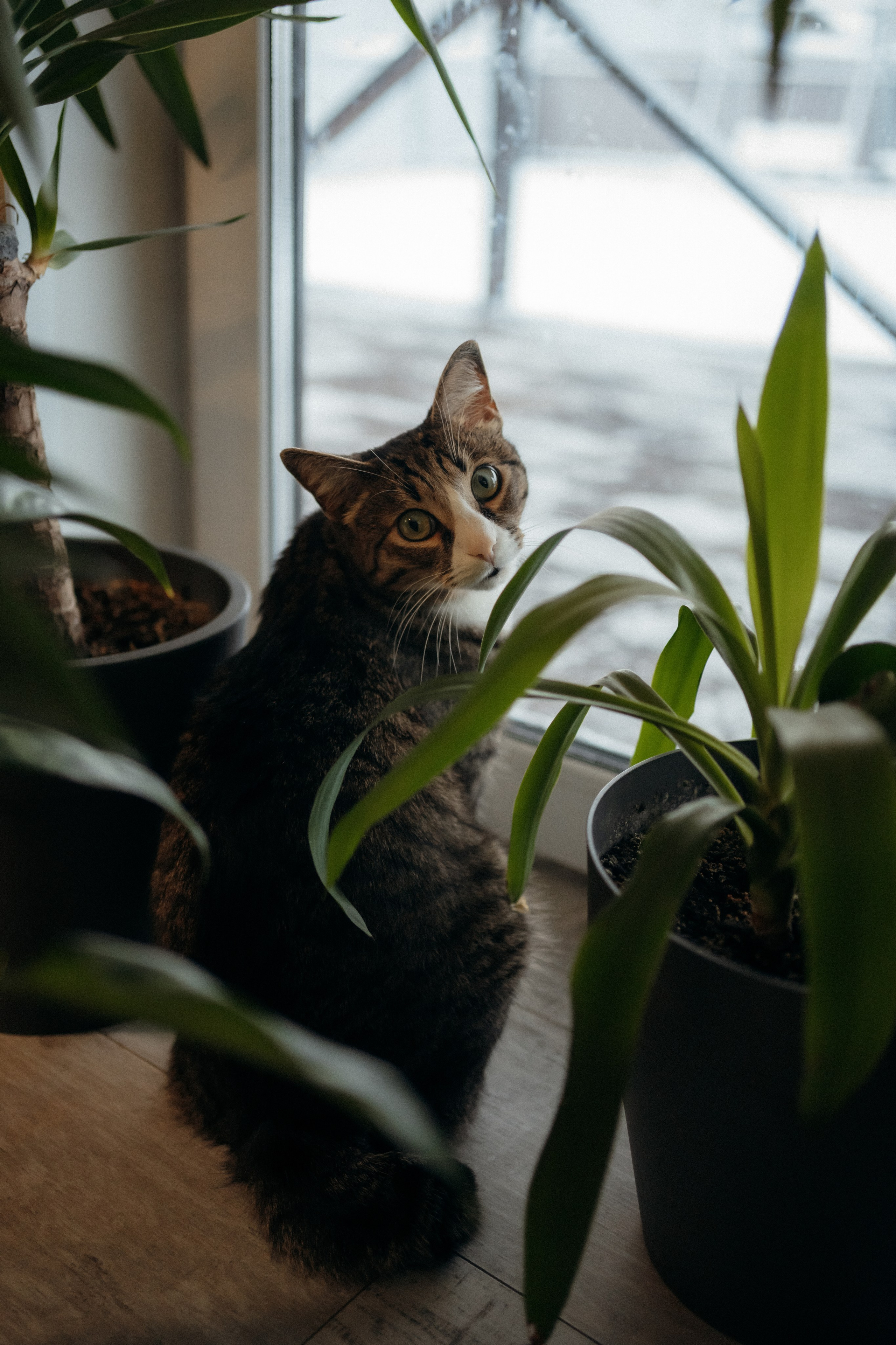 Семейная домашняя фотосъемка в Архангельске и Северодвинске. Портретный и свадебный фотограф в Архангельске Елизавета Стрекаловская