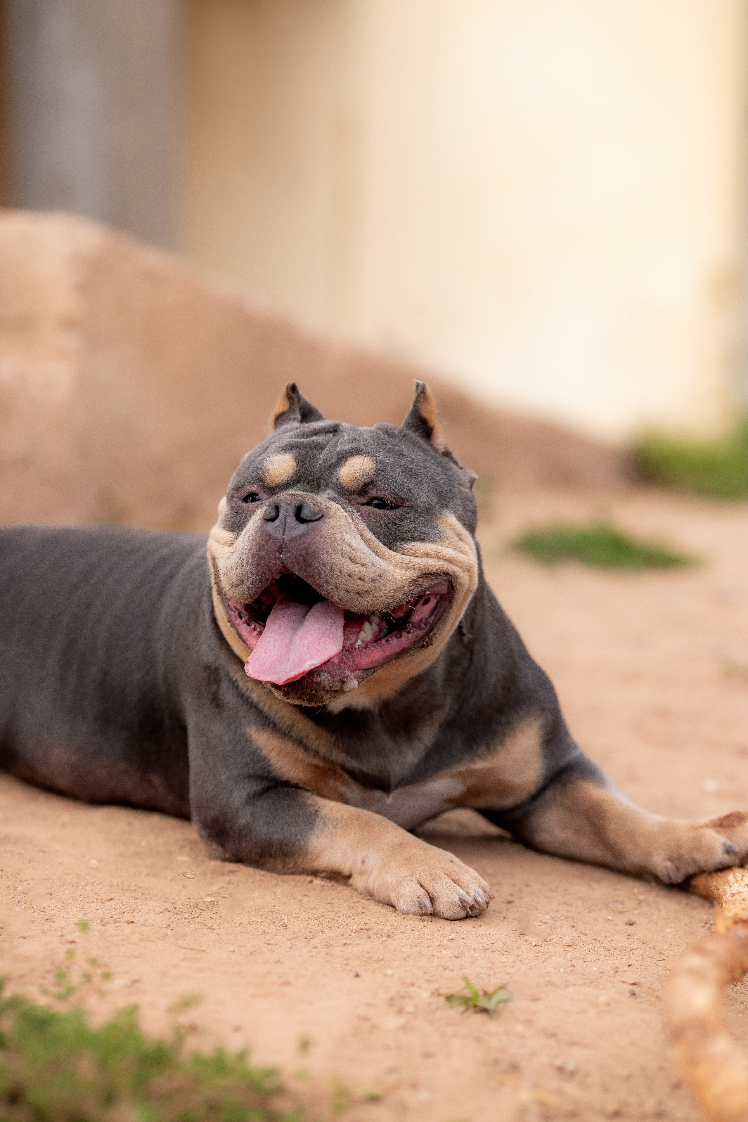 Наталья и булли. Фотограф Анималист в Перми Анастасия Остерман
