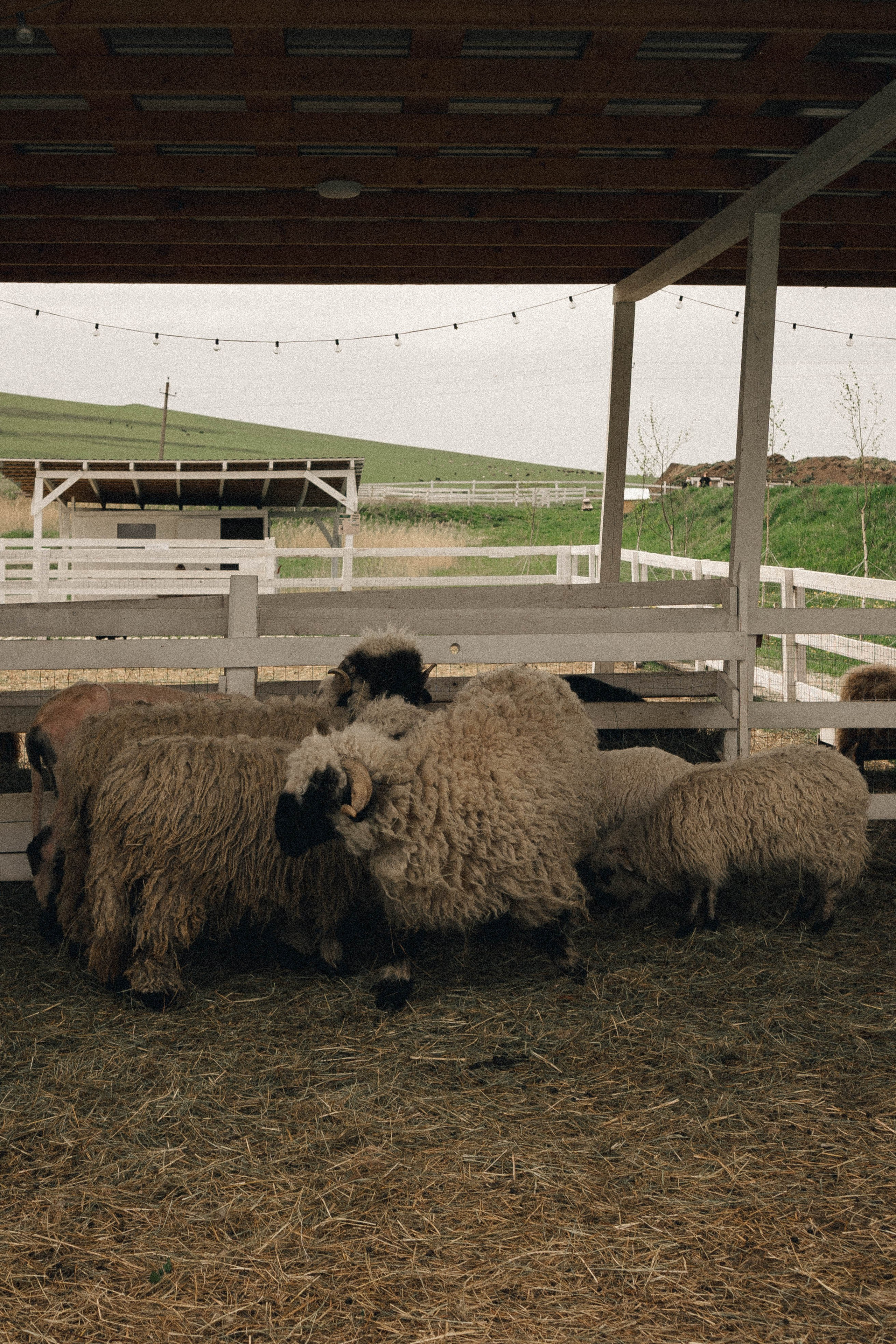 Ферма Альпак. Профессиональный фотограф, Санкт-Петербург — Виктория Богомолова