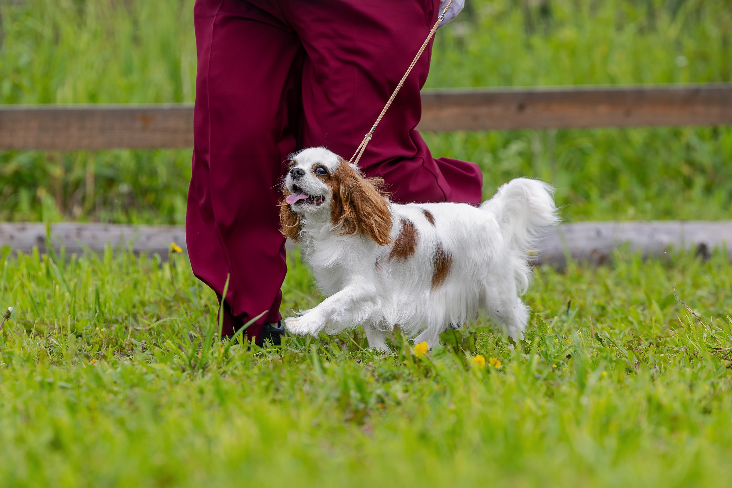 28 июня 2025, Выставка РКФ, г. Кунгур. Htykk_photo