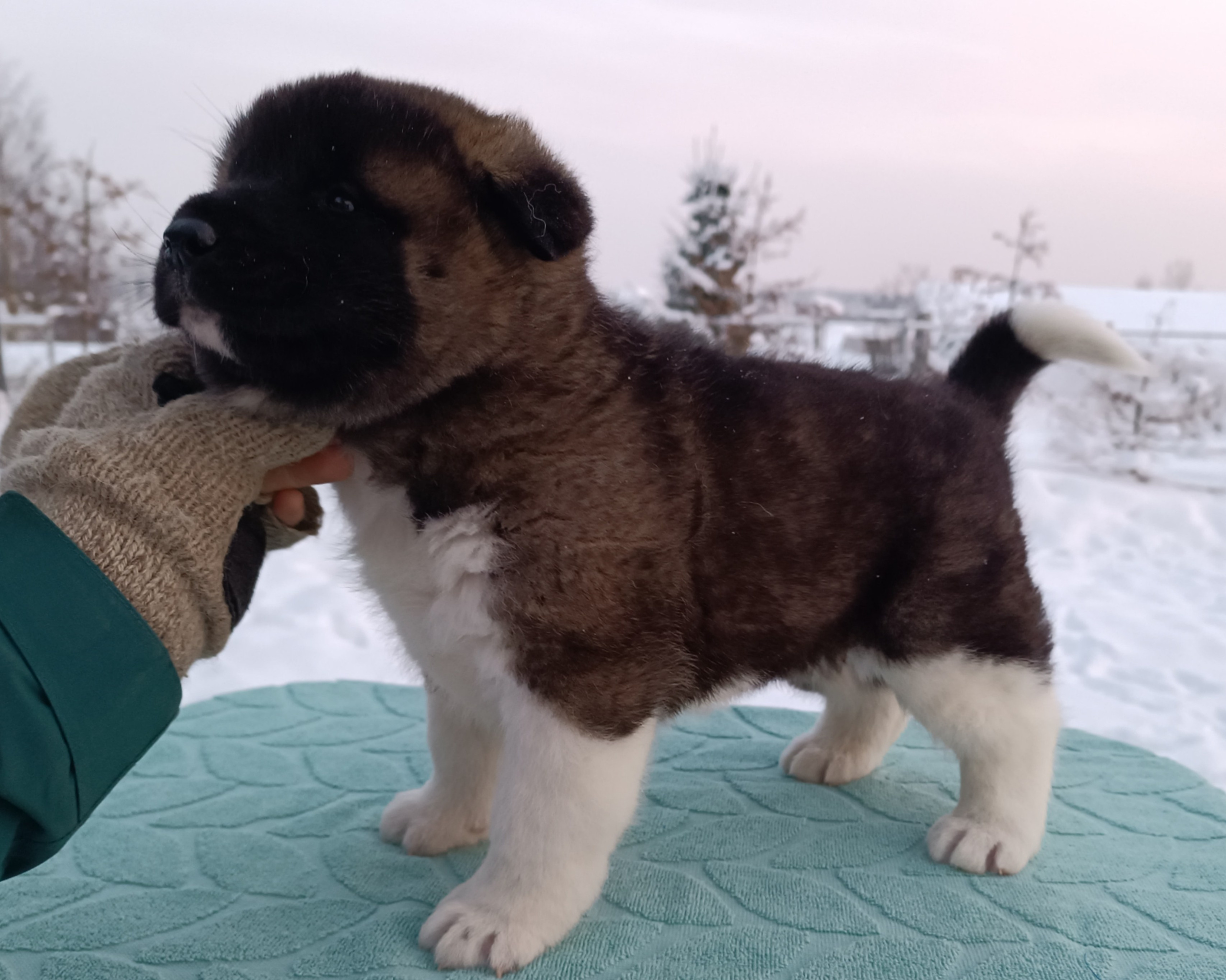 Rubylight Ctsar'. Американская акита I Сиба ину I Питомник RUBYLIGHT