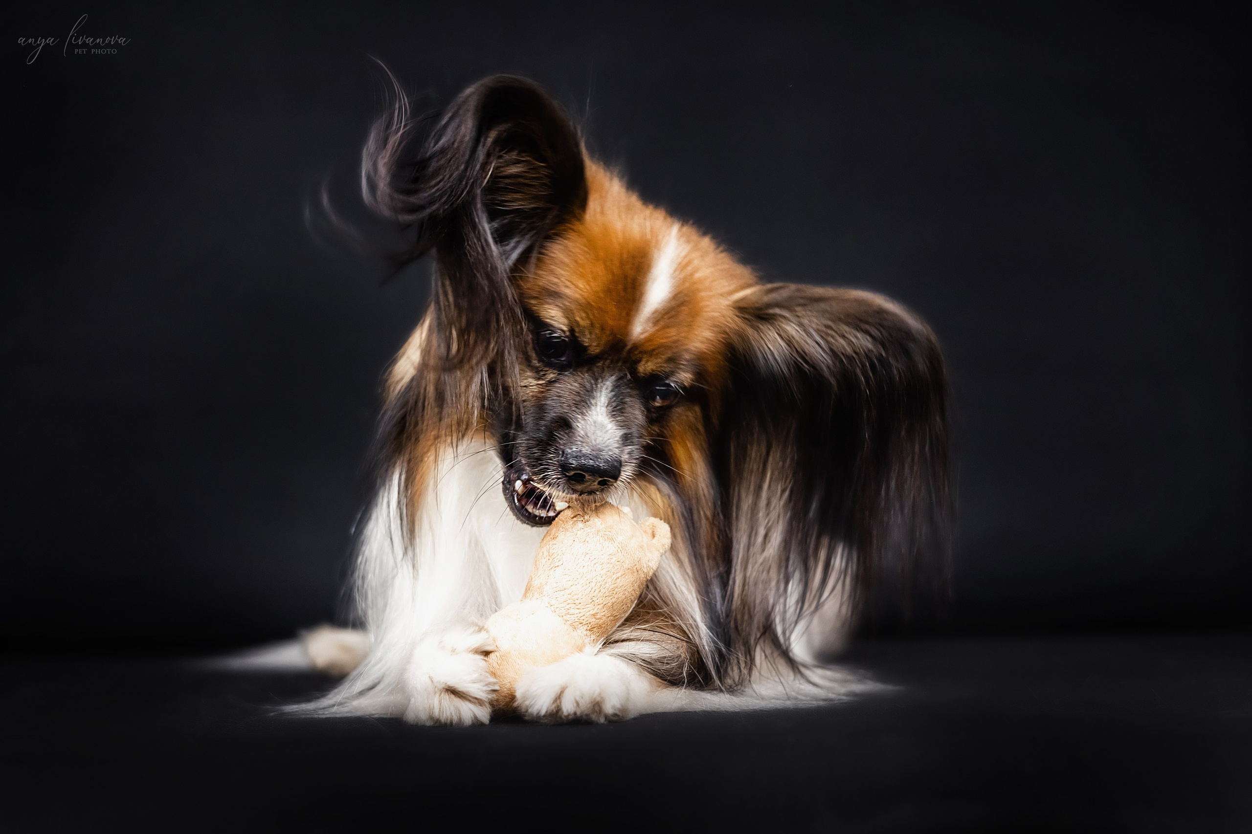 Террик. Фотограф анималист Аня Ливанова | Рыбинск