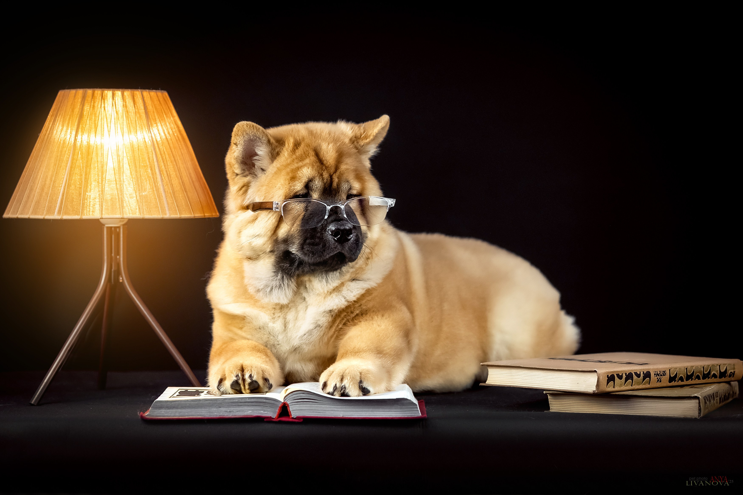 Смуфы. Фотограф анималист Аня Ливанова | Рыбинск