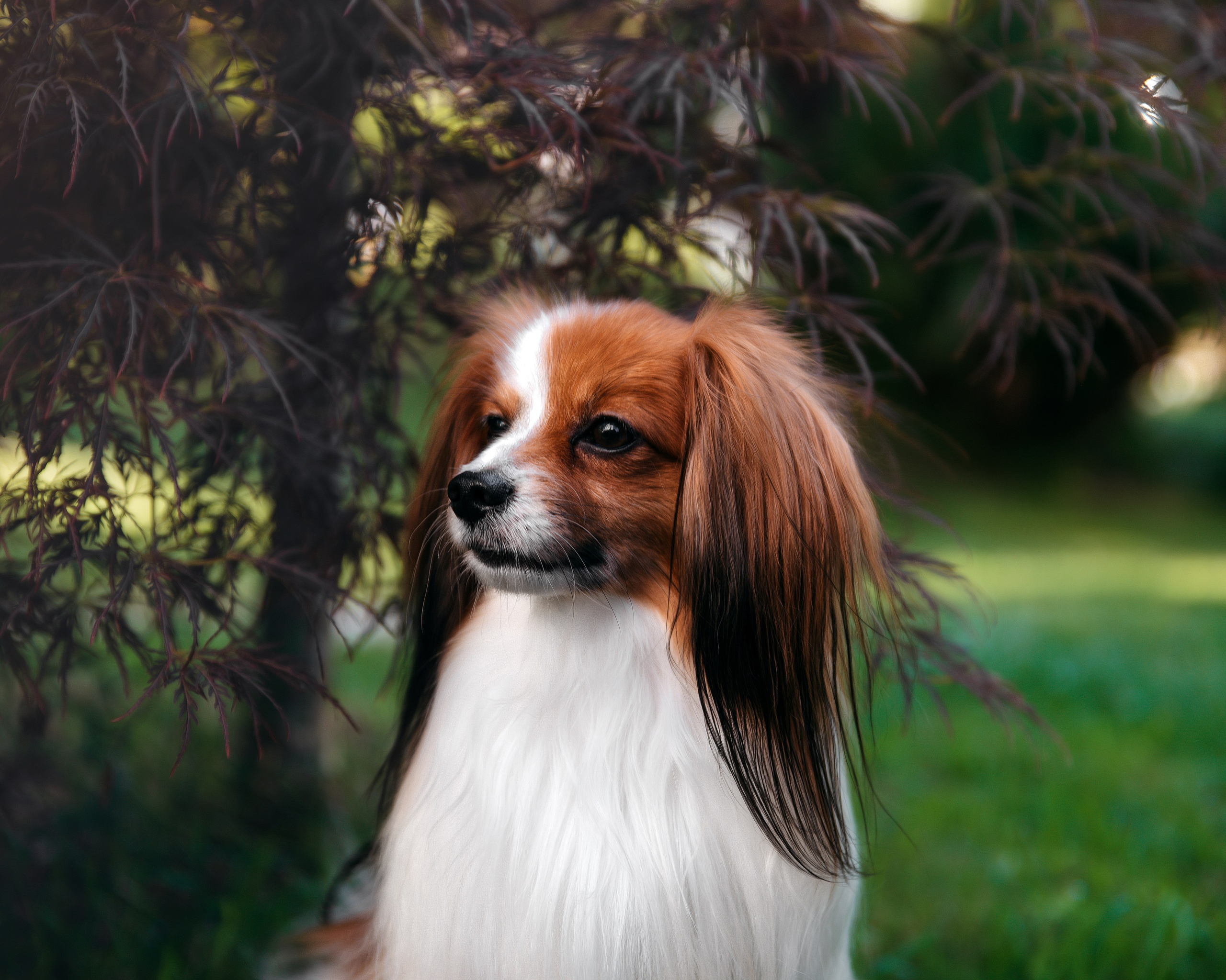 Животные. Фотограф Сочи-Краснодар