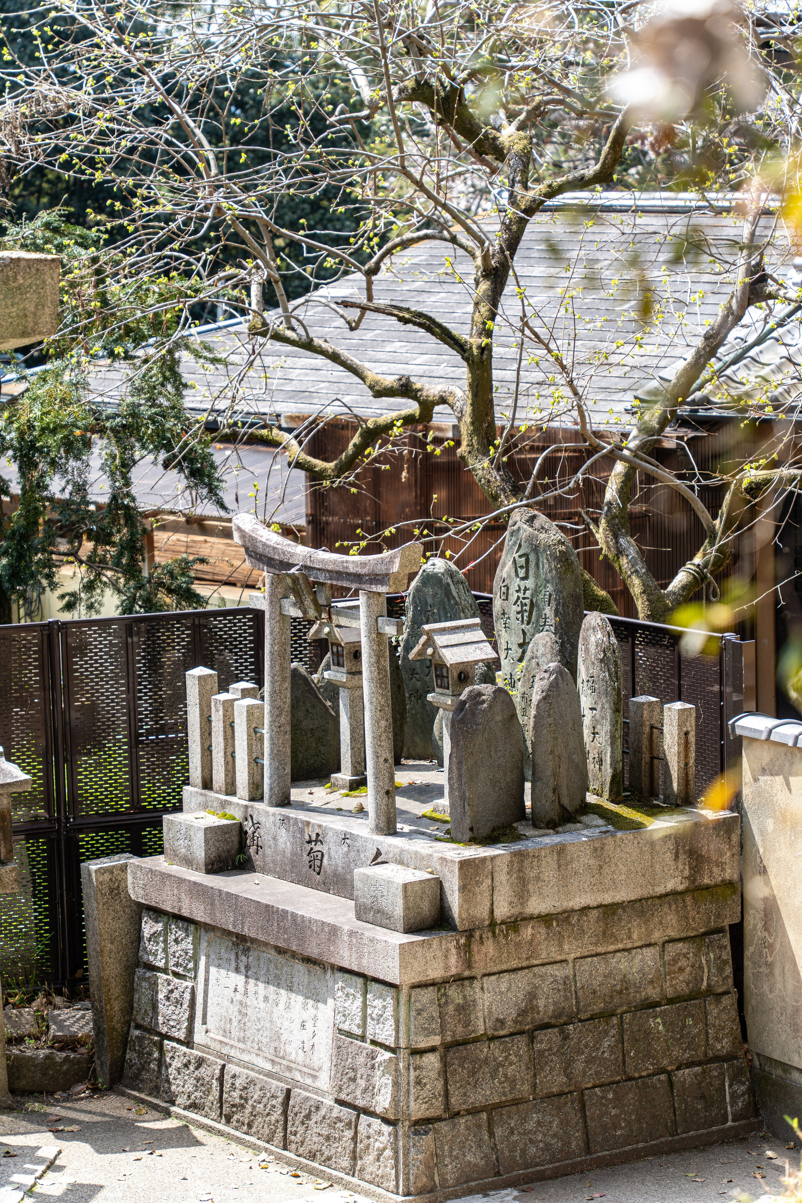 Япония, сакура. Творческие сьемки