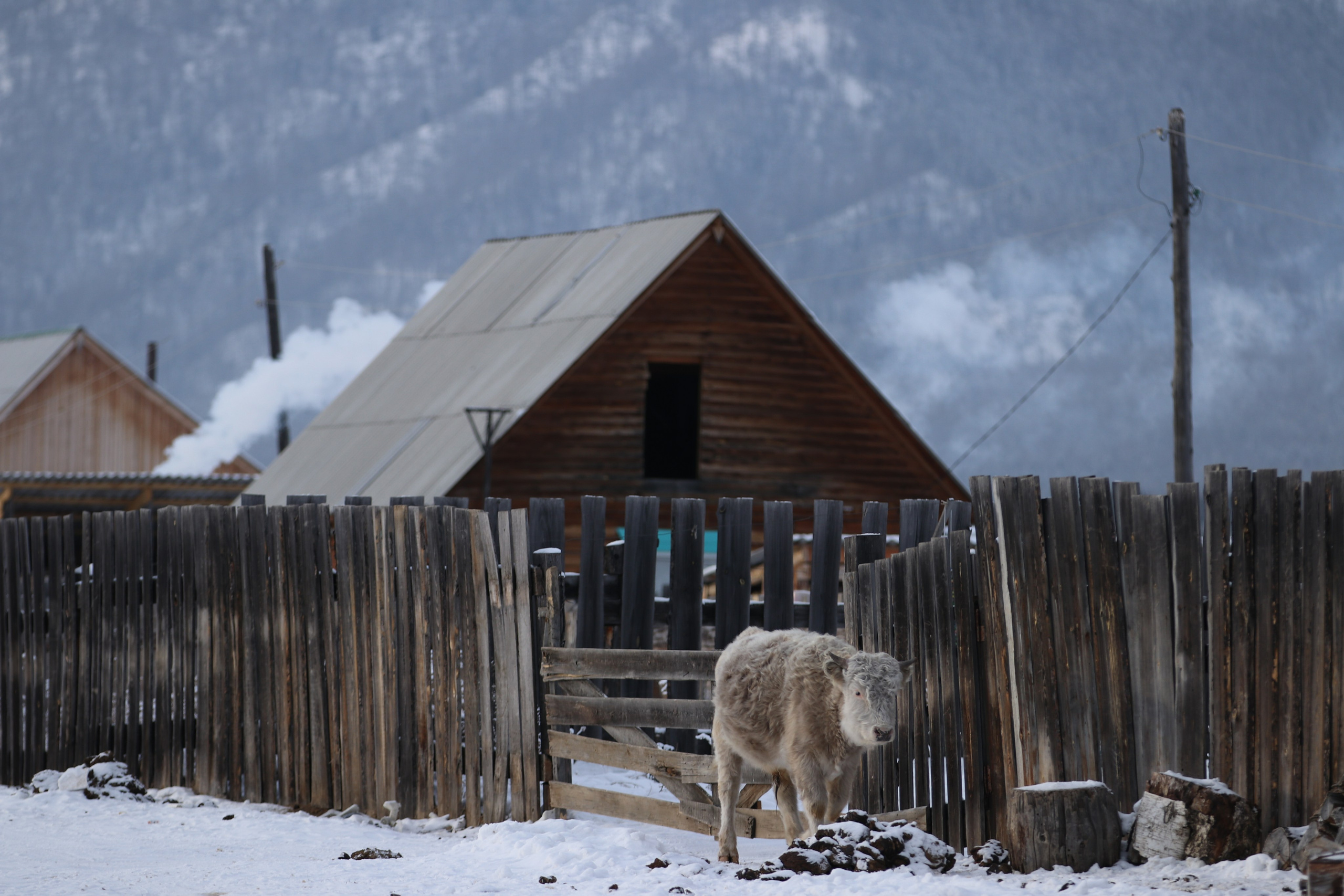 Аршан. Январь 2024. Путешественник-фотограф из Санкт-Петербурга Татьяна Свистулина