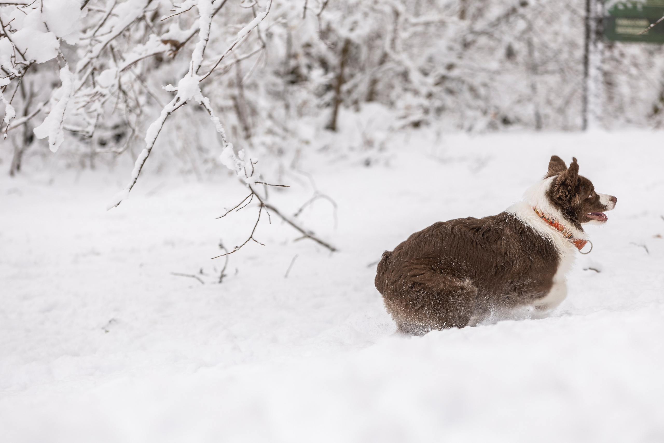 Догтуса Тропа Ефремова. Ирина Голомб|Фотограф-анималист в  Сочи и Калининграде