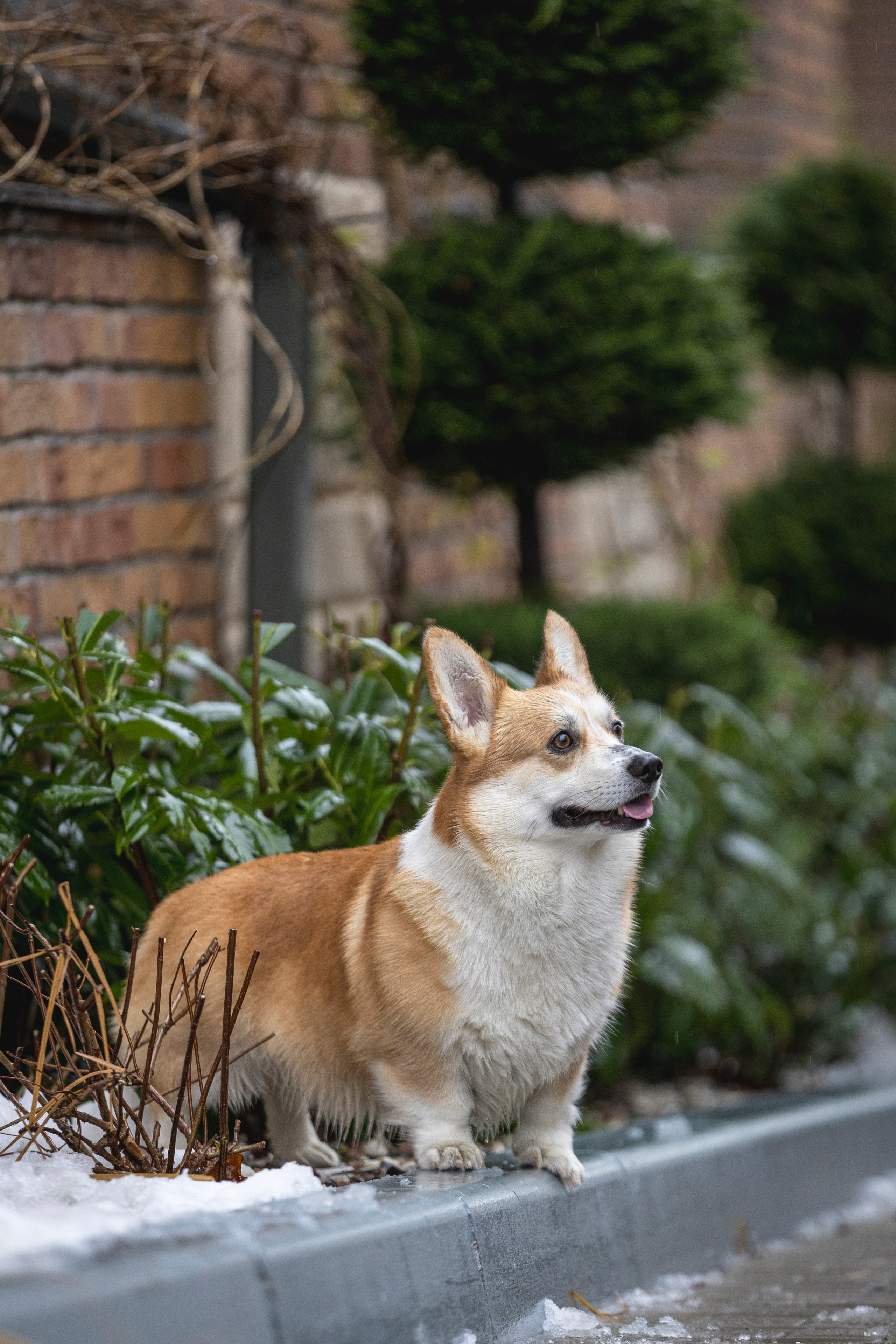 Гай, Корги-Пемброк. Ирина Голомб|Фотограф-анималист в  Сочи и Калининграде