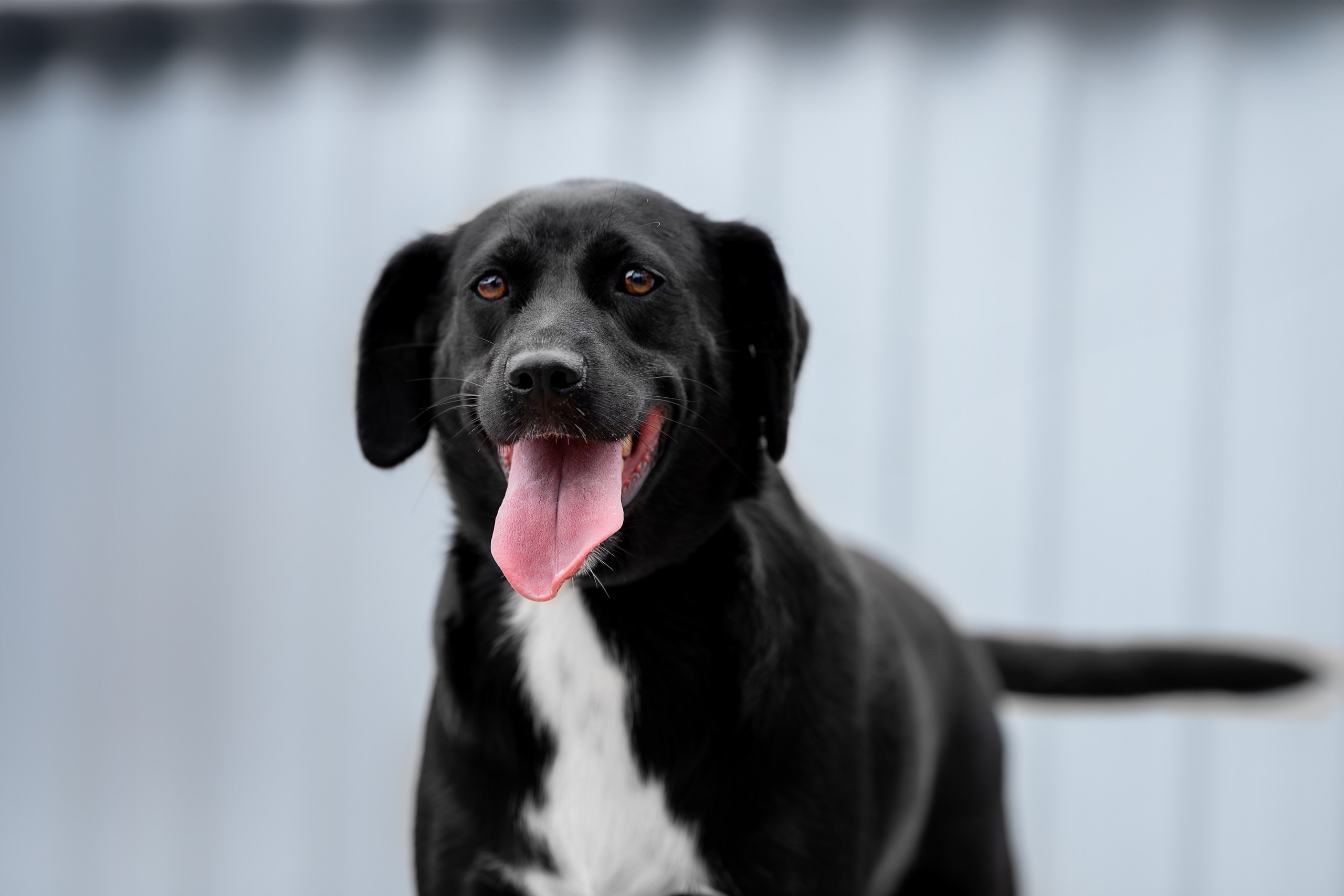 Мини-приют «Возрождение». Ирина Голомб|Фотограф-анималист в  Сочи и Калининграде