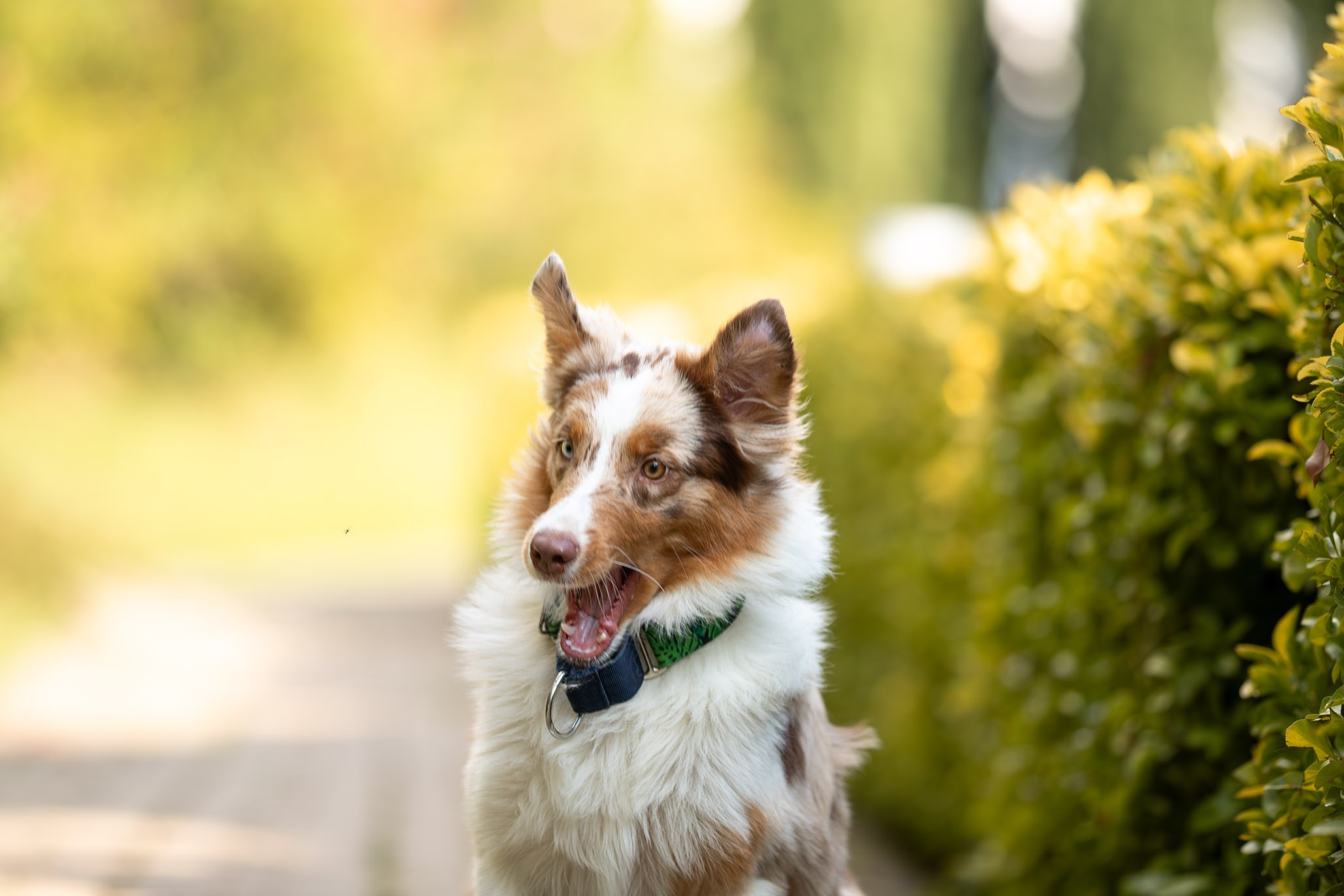 Шерри, Австралийская Овчарка. Ирина Голомб|Фотограф-анималист в  Сочи и Калининграде