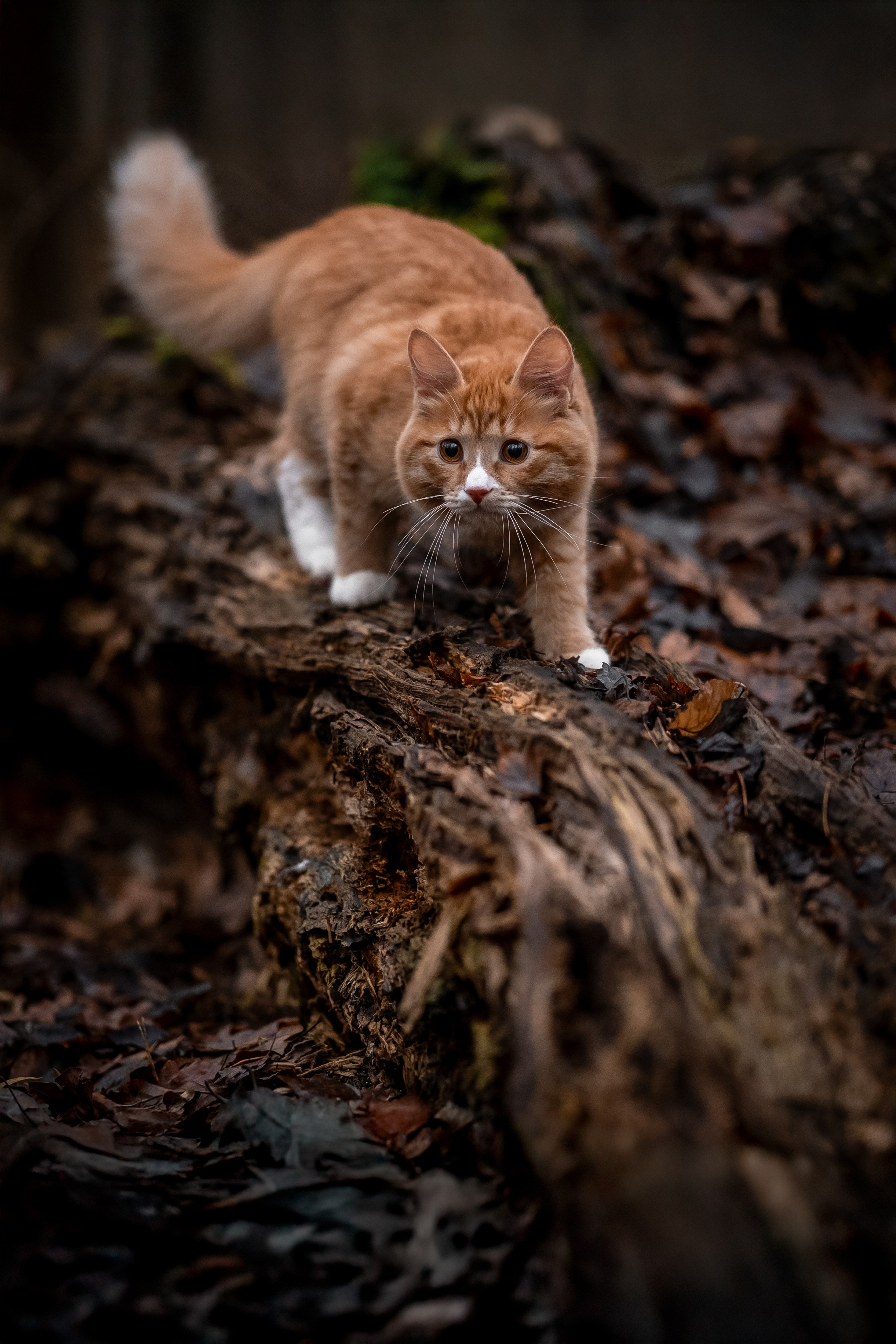 Котенок Дарвин на прогулке). Зоофотограф, фотограф животных в Москве и области Дина Дамоцева