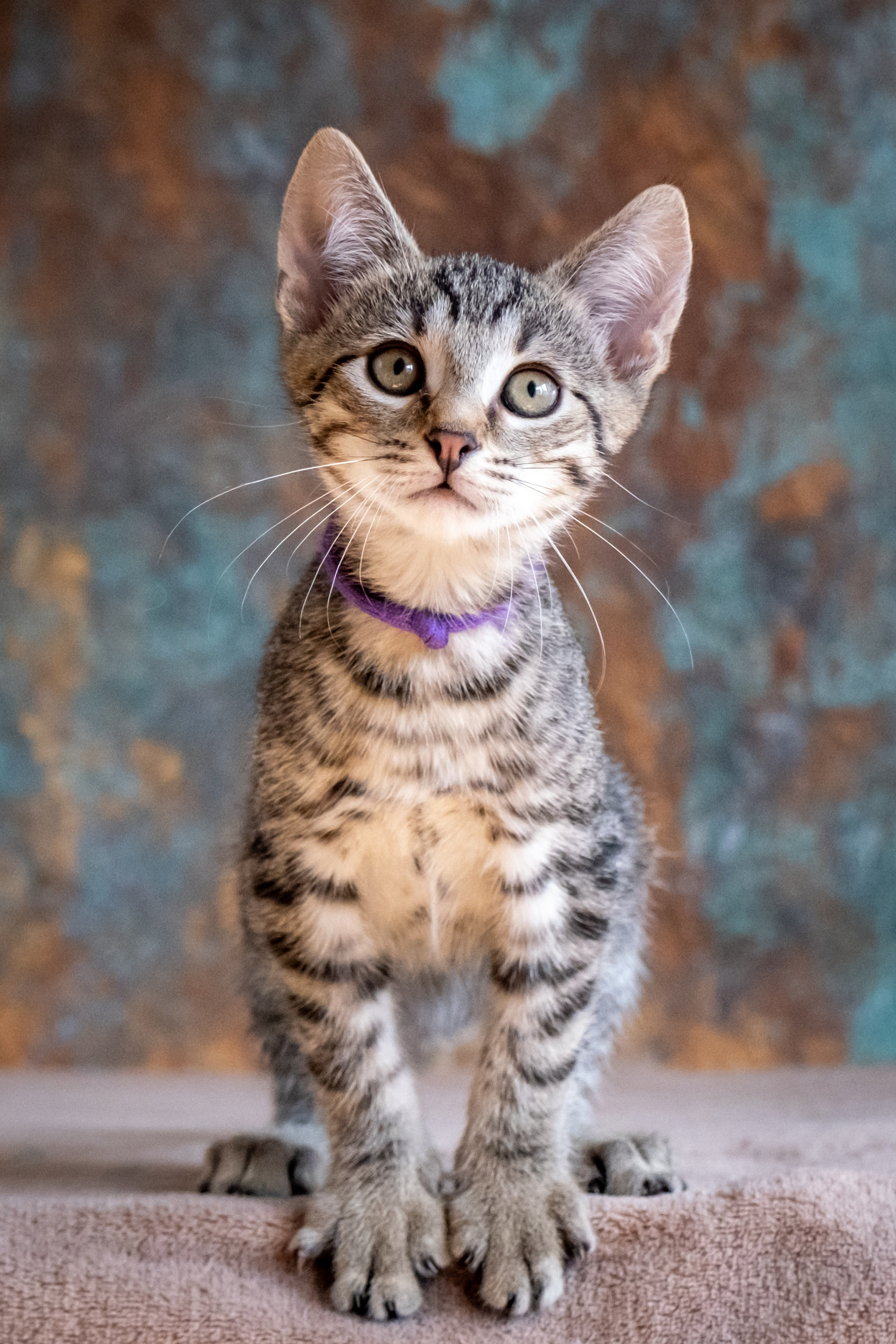 Котята для Дианы. Зоофотограф, фотограф животных в Москве и области Дина Дамоцева