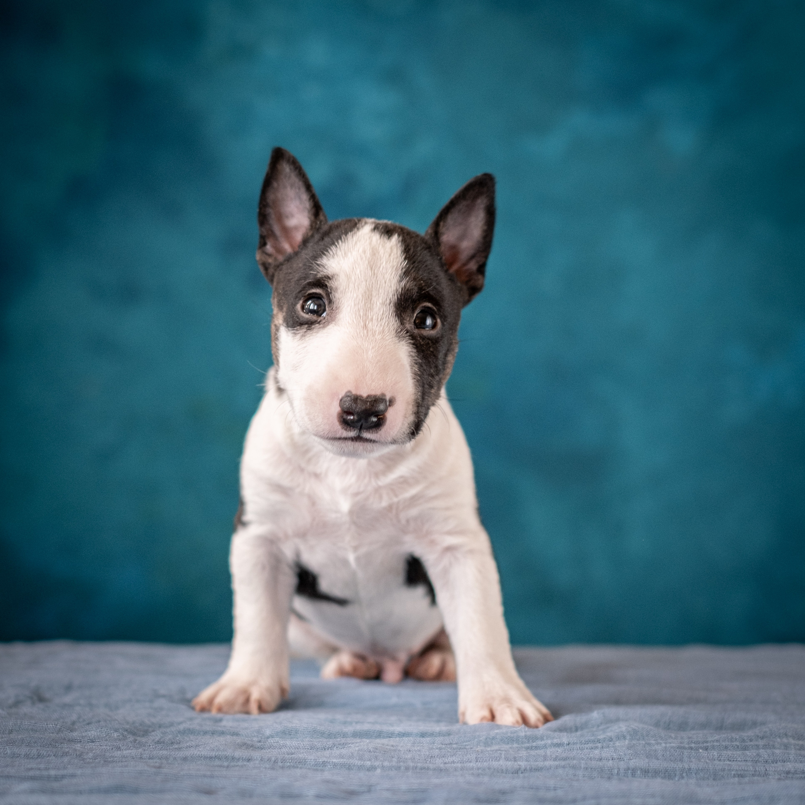 Сладкие булочки (МБТ — миниатюрный бультерьер) для Ильи). Зоофотограф, фотограф животных в Москве и области Дина Дамоцева