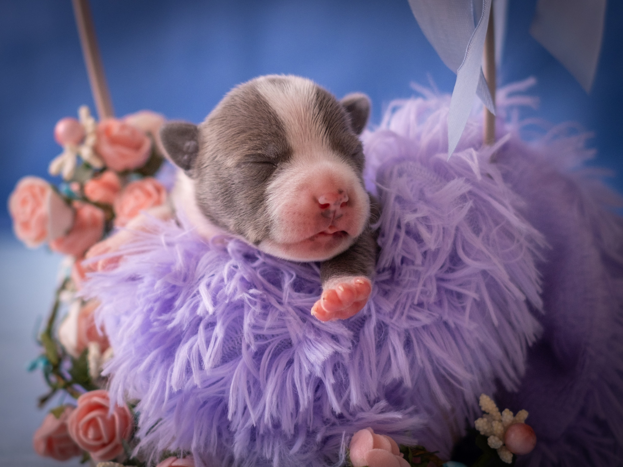 Новорожденные АСТ для Алиночки). Зоофотограф, фотограф животных в Москве и области Дина Дамоцева