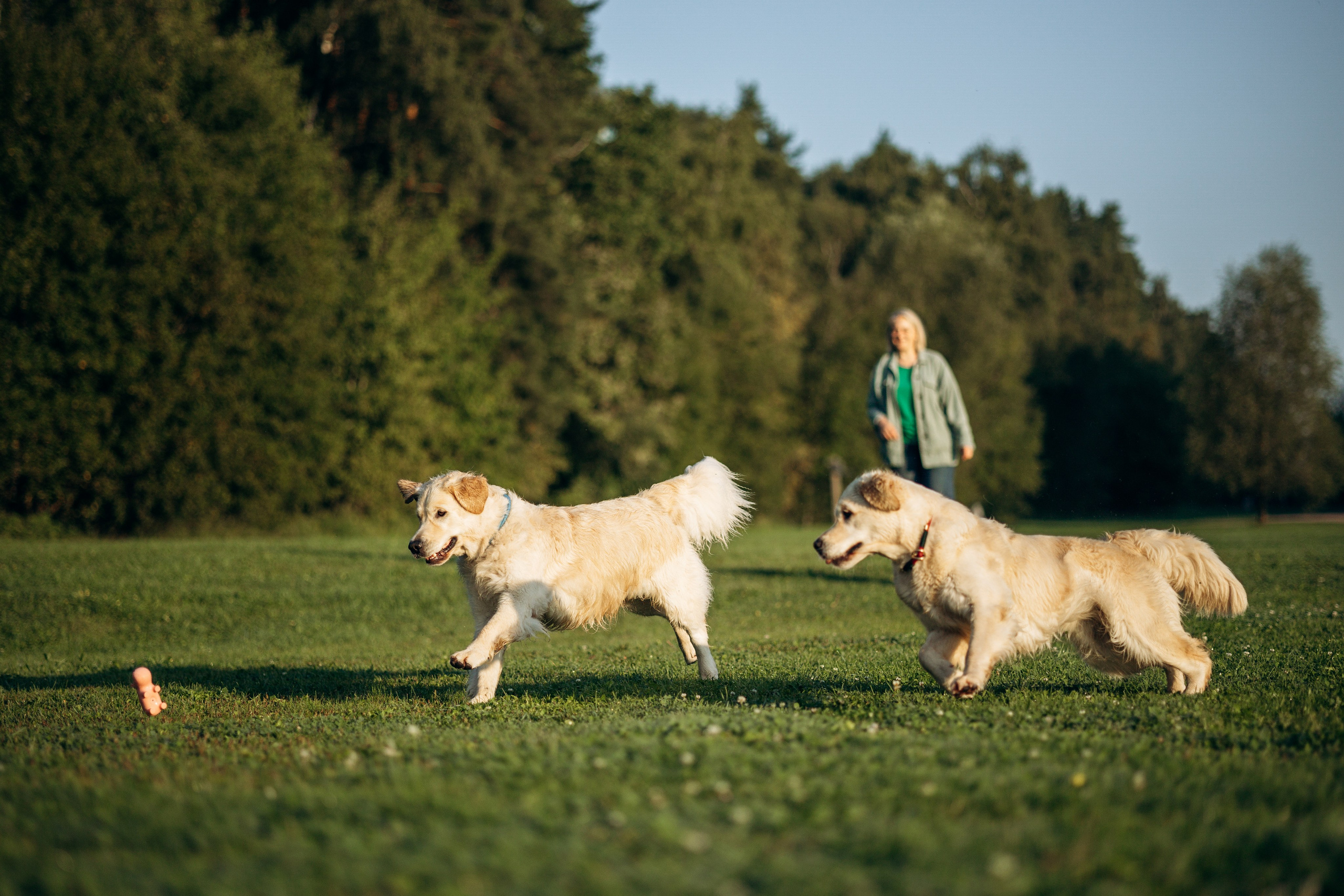 Ирина и ее золотинки. Фотограф — Анималист | Санкт-Петербург