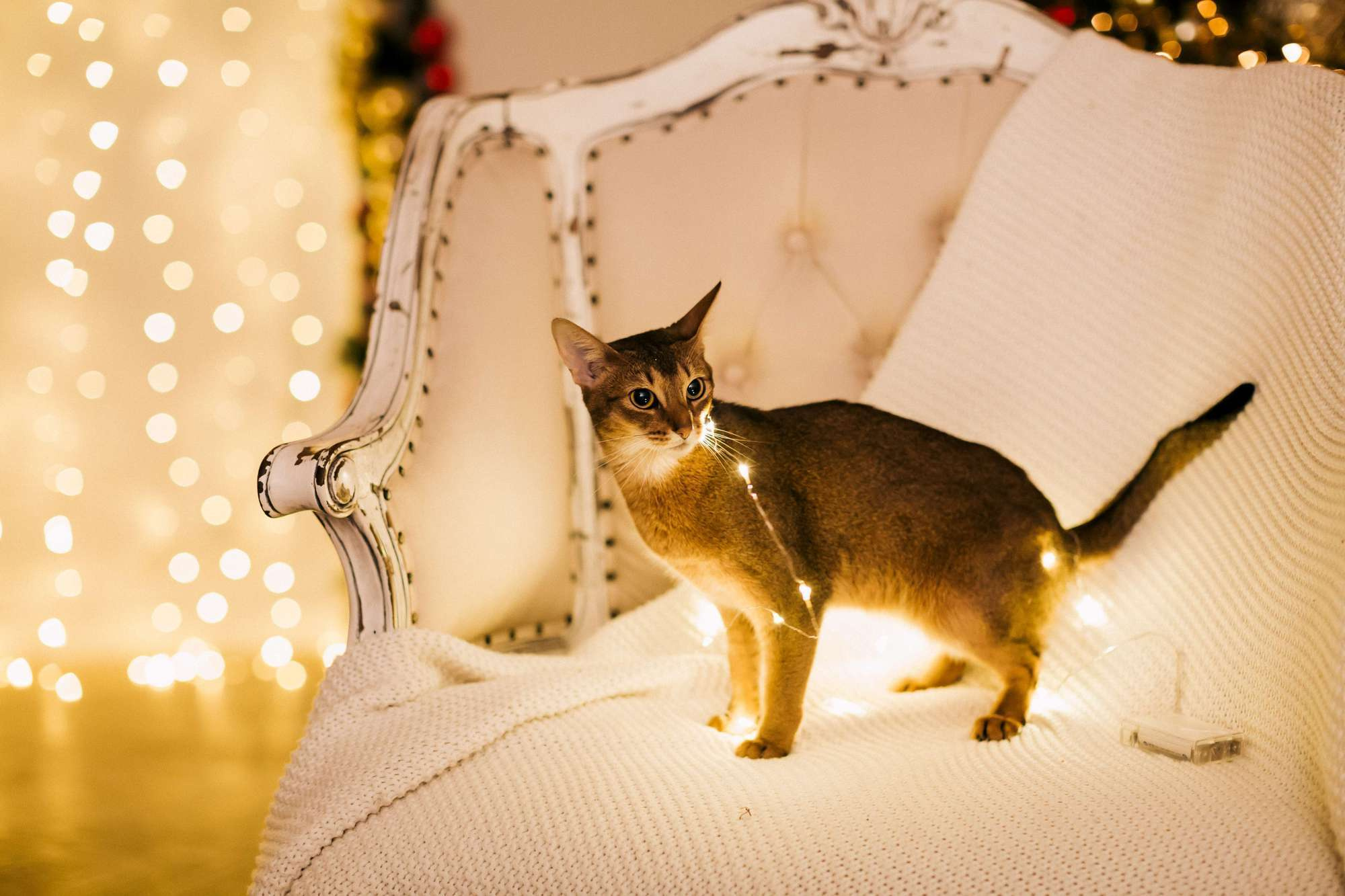 НИКИТА И КРИСТИНА. Wedding and family photographer in Vladivostok Anton Blokhin