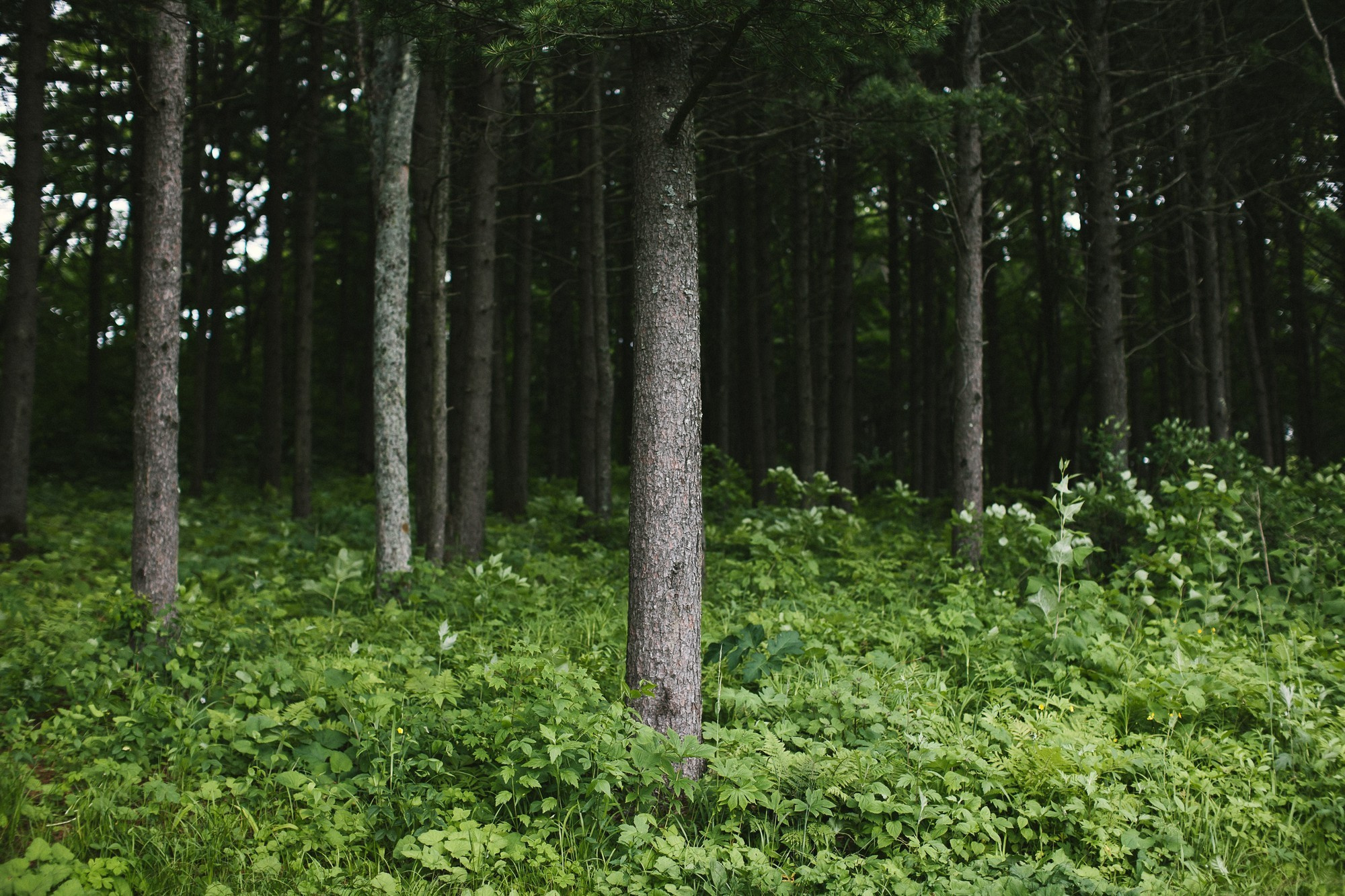 ВАНЯ И ДАША | ВЛАДИВОСТОК. Фотограф во Владивостоке Антон Блохин