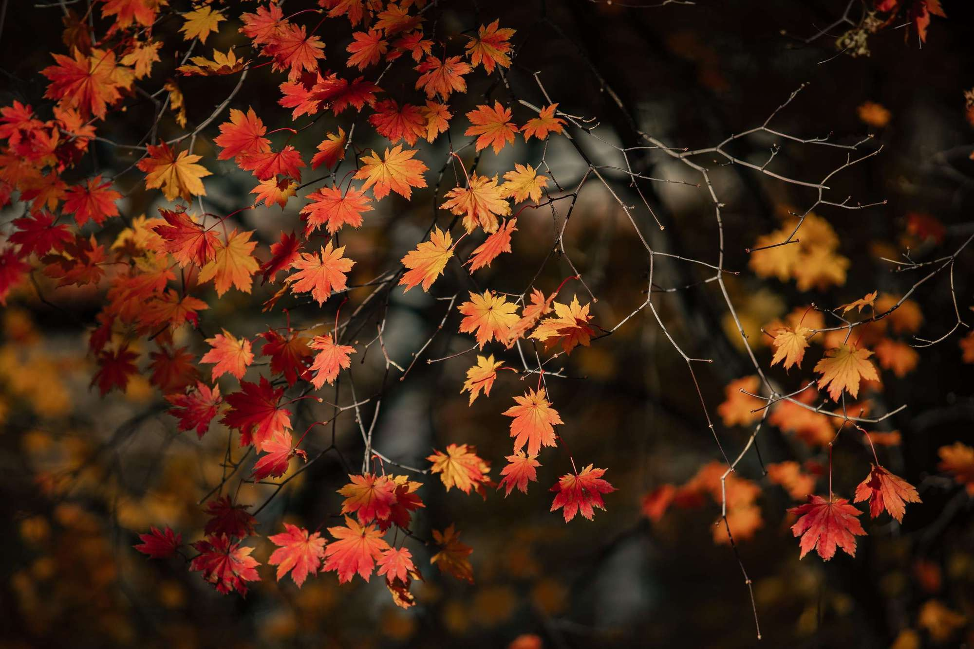 В ЯРКИХ КРАСКАХ ОСЕНИ. Фотограф во Владивостоке Антон Блохин