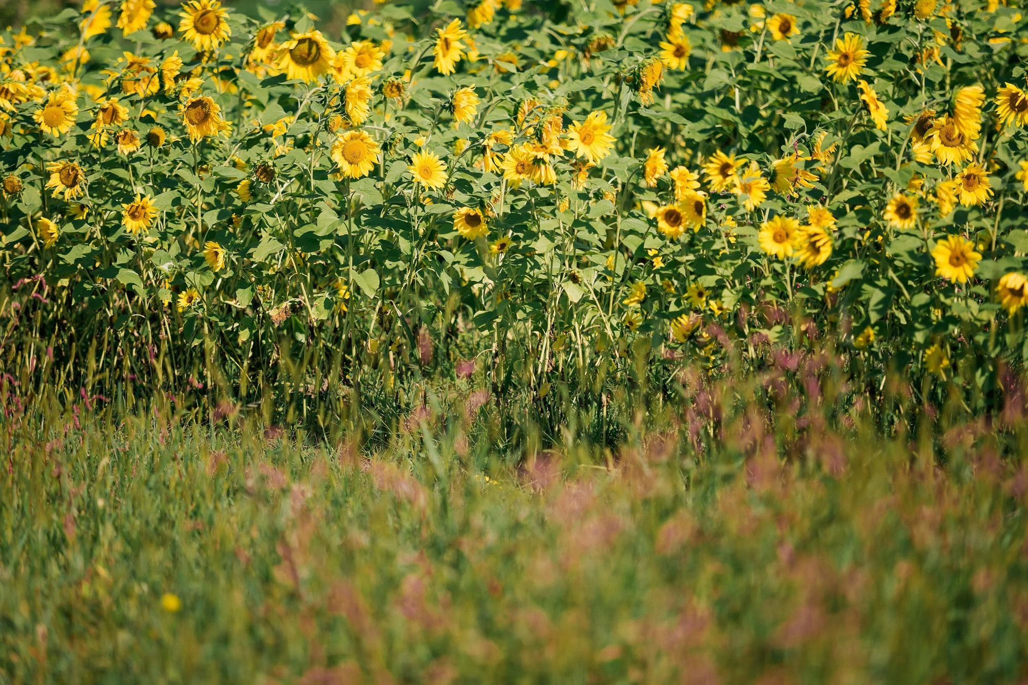Фотосессия в подсолнуховом поле во владивостоке. Фотограф во Владивостоке Антон Блохин