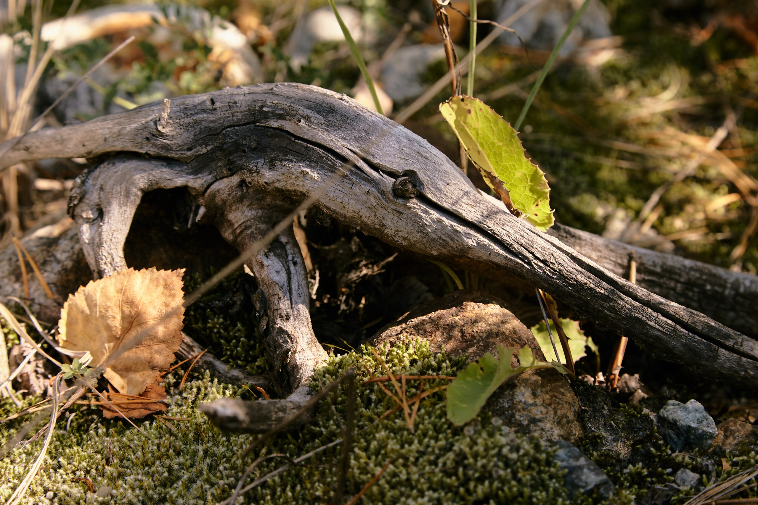 Чегем, дорога к леднику Шаурту. Фотограф Продюсер в горах КБР / Москва  Нальчик Горы
