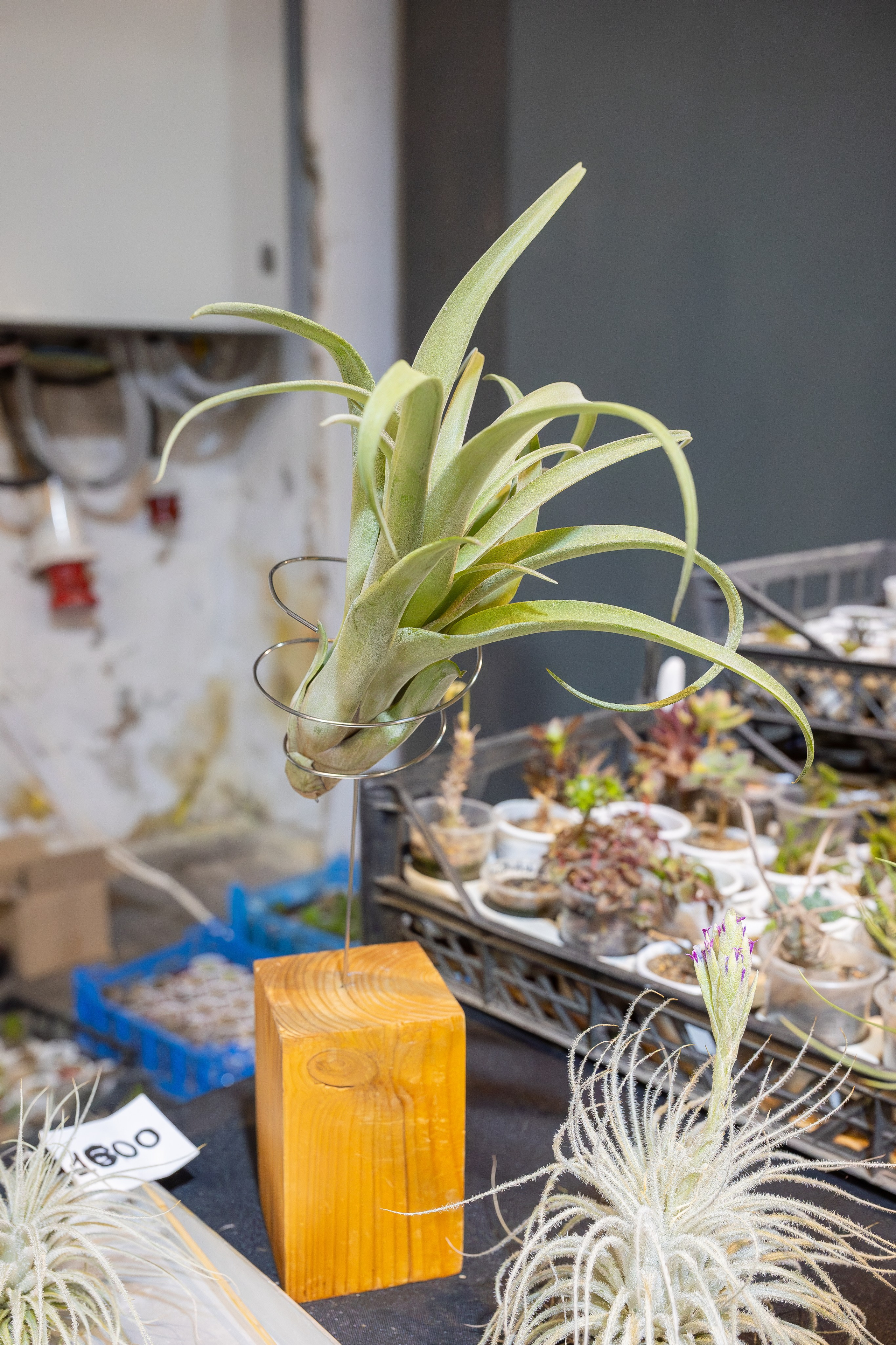 Кактус Фест. Александра Куликова фотограф, Москва