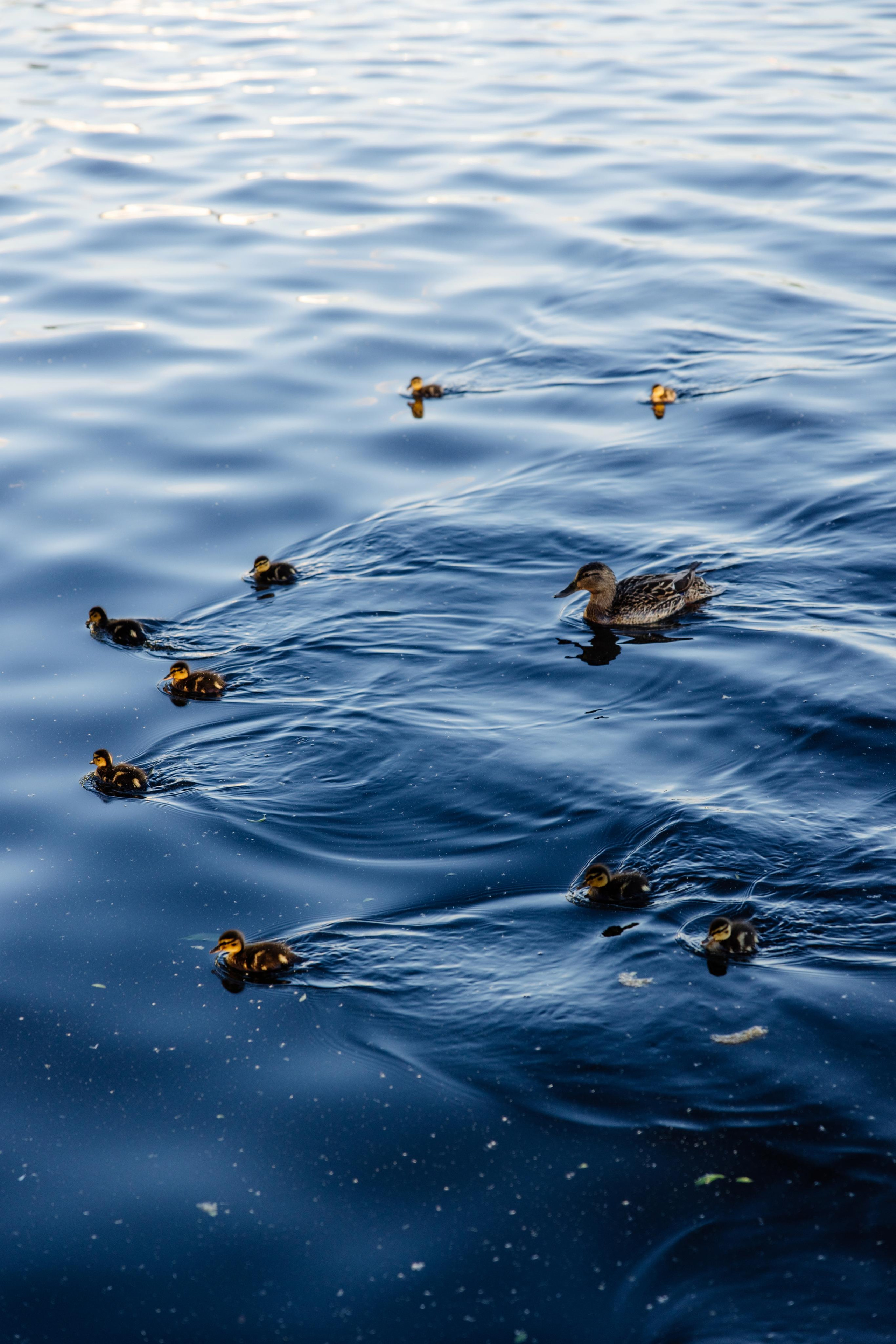 Регата. Репортажный фотограф Ольга Кочетова в Москве