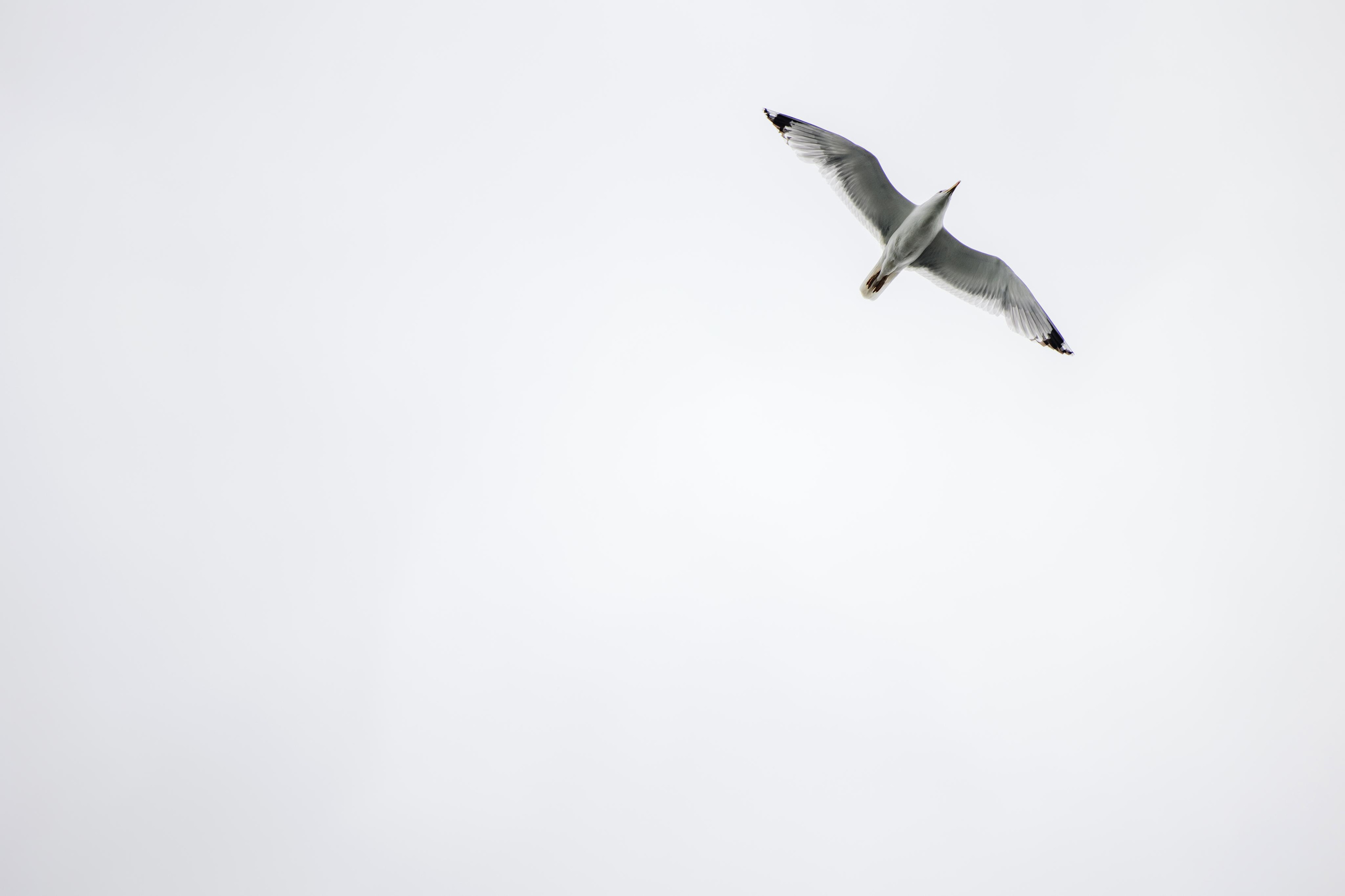 Регата. Репортажный фотограф Ольга Кочетова в Москве