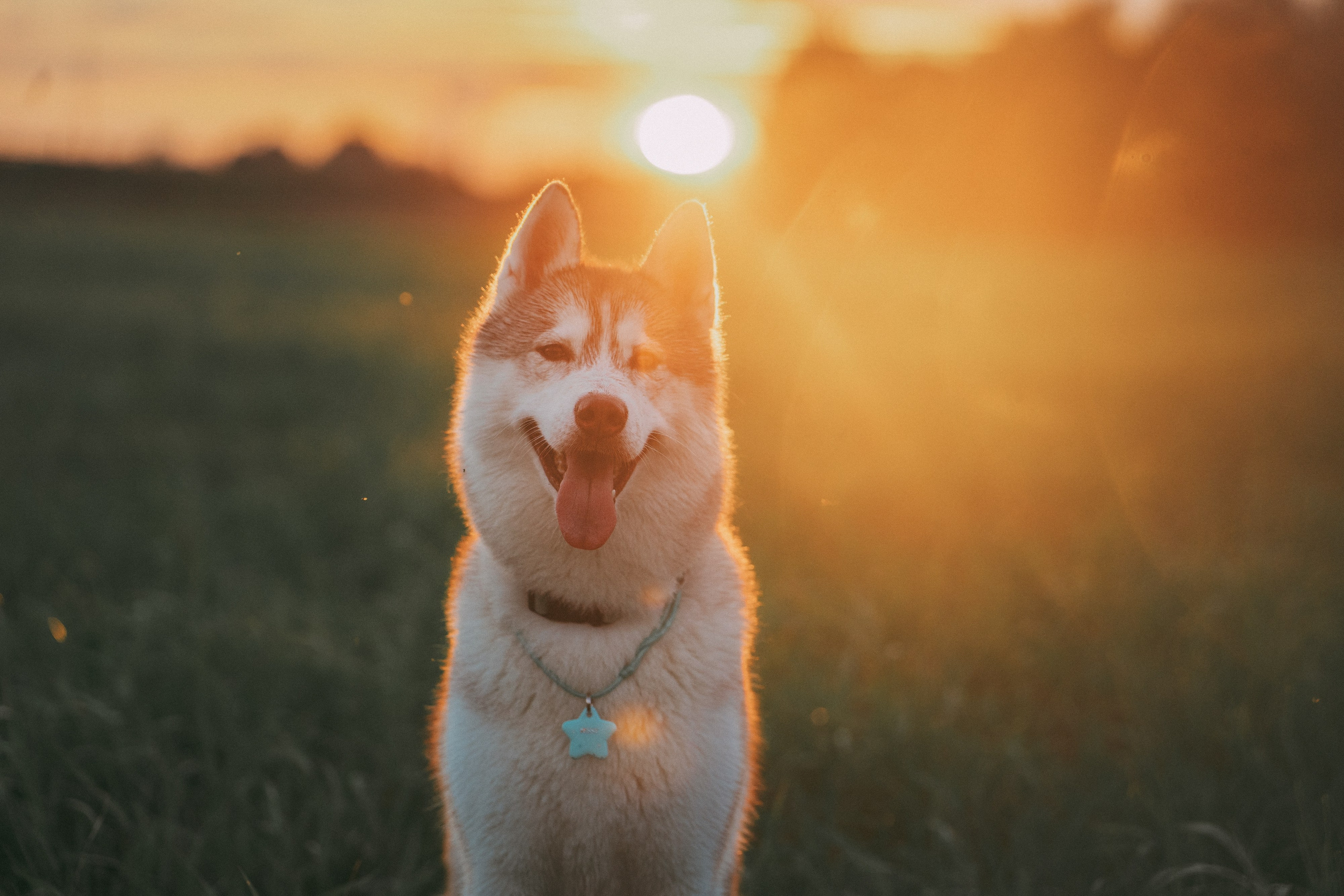 Мария и Джесси. Фотограф анималист в Москве и Санкт-Петербурге Свиридова Анна