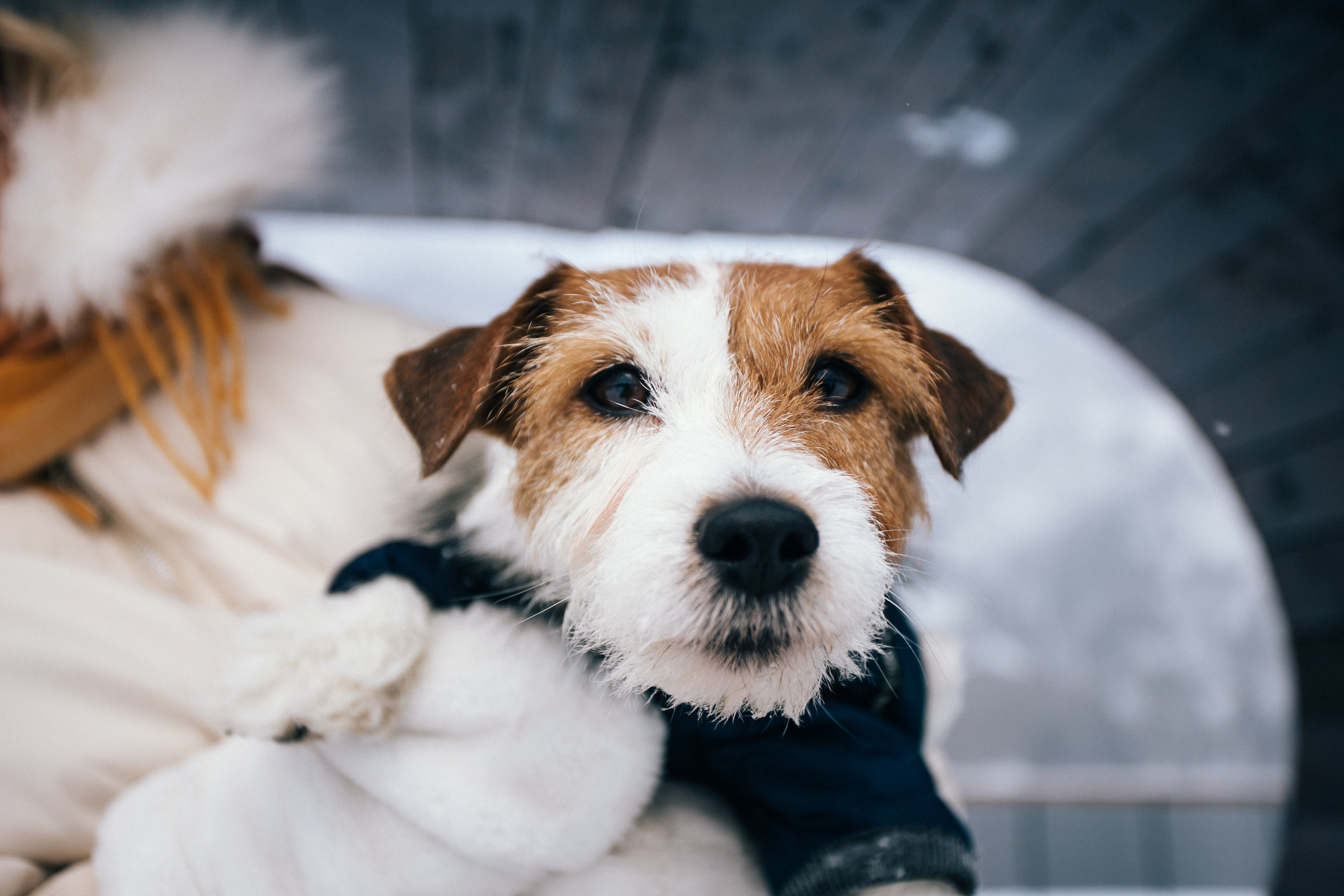 Дарья и Майла. Фотограф Дарья Локотко в Красноярске
