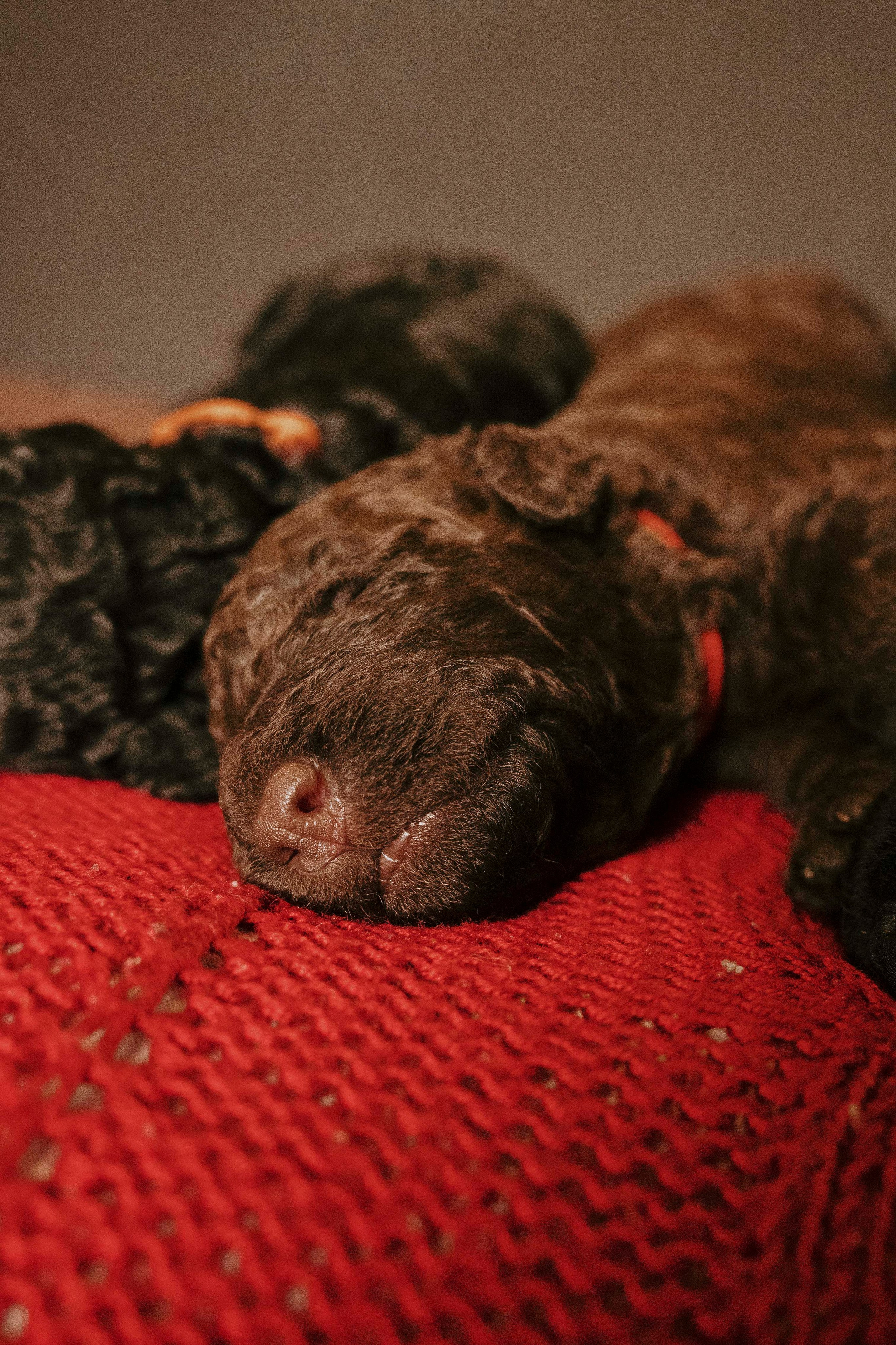 Испанские водяные. Фотограф- анималист Александра Матвеева