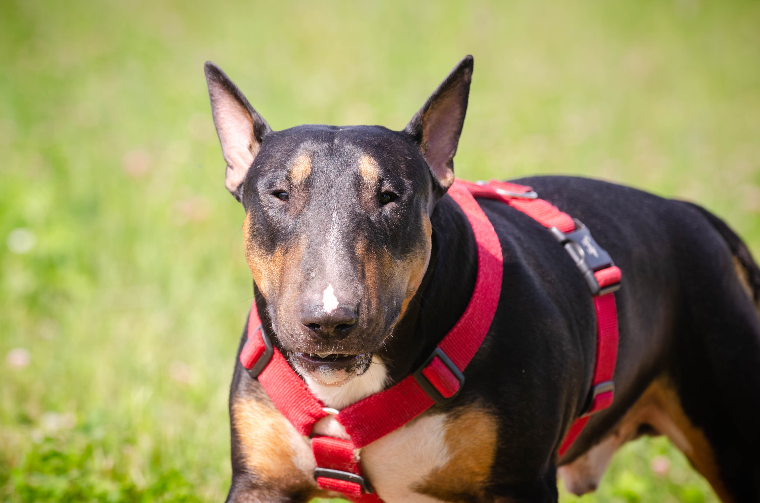 Прогулка (Лохин остров). Фотограф Светлана Блинова, Москва и Московская область
