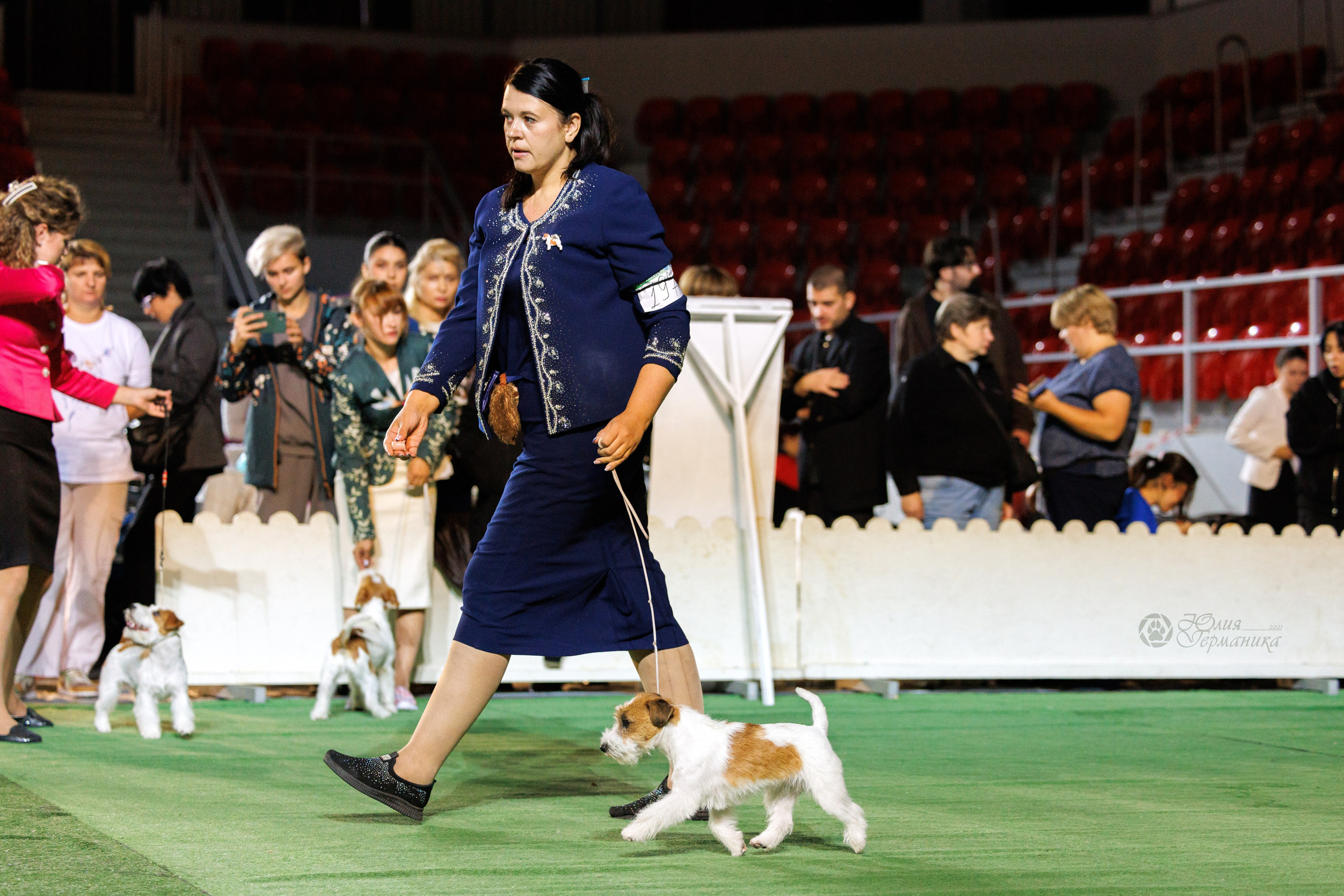 Грузия,Телави 2хCACIB 19-20.10.2024. Фотограф-анималист Юлия Германика