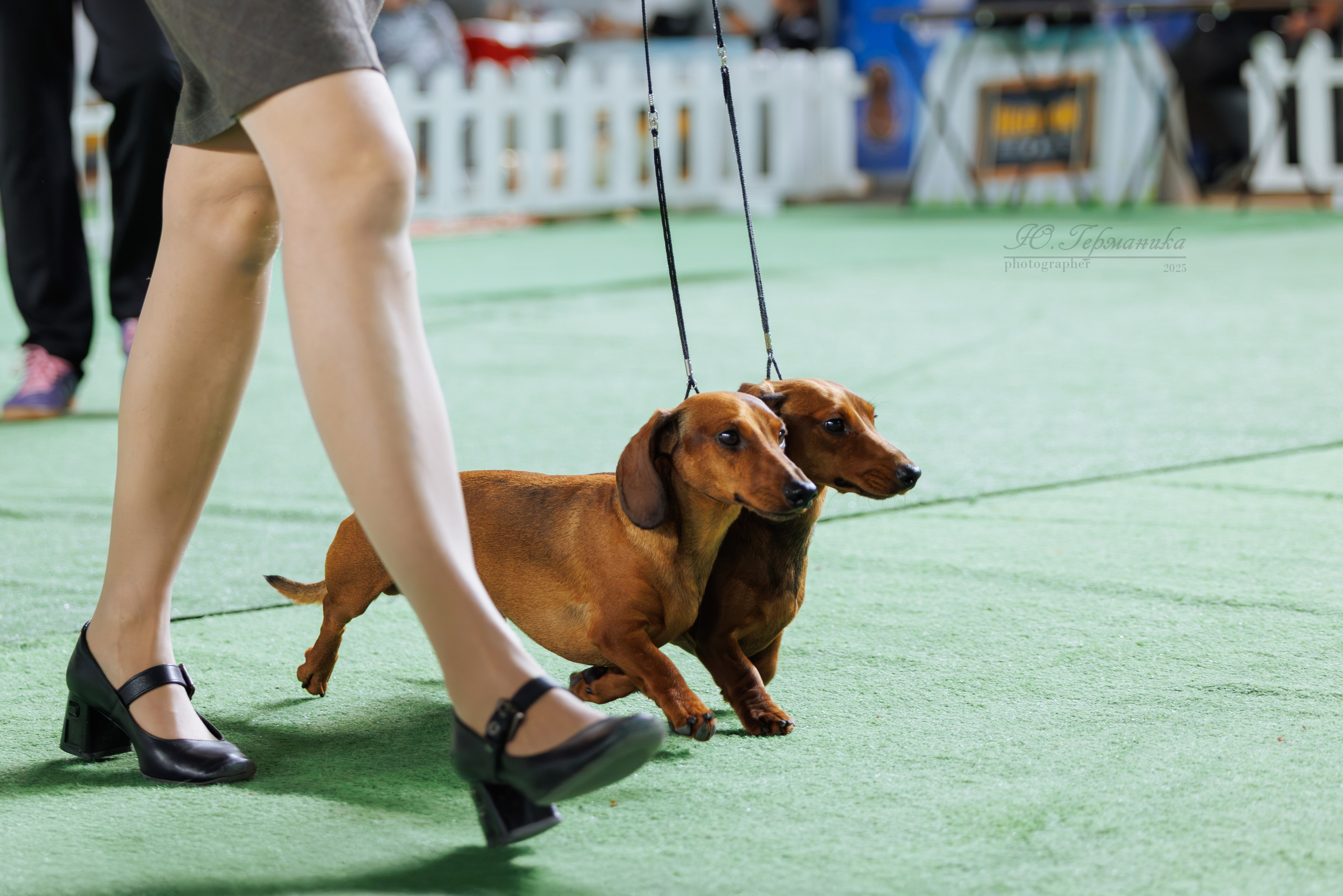 Телави 11-12.10.2025. Фотограф-анималист Юлия Германика