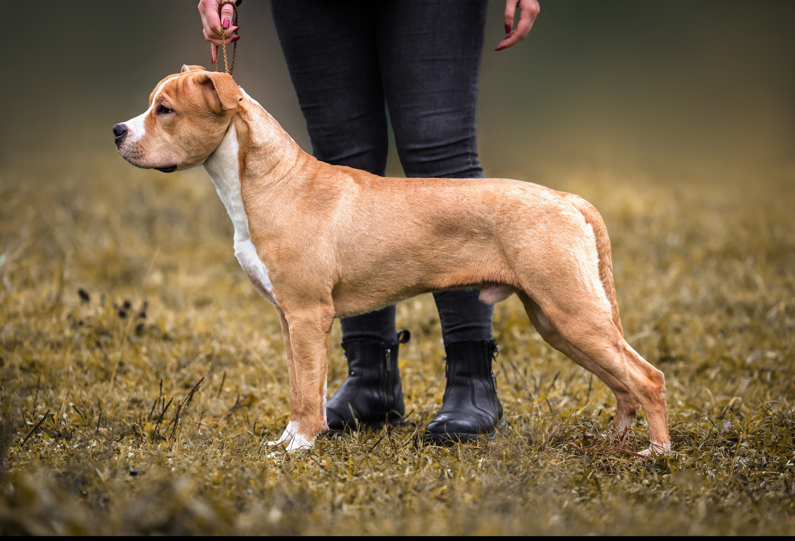 Анималистика. Репортаж. Индивидуальная съемка